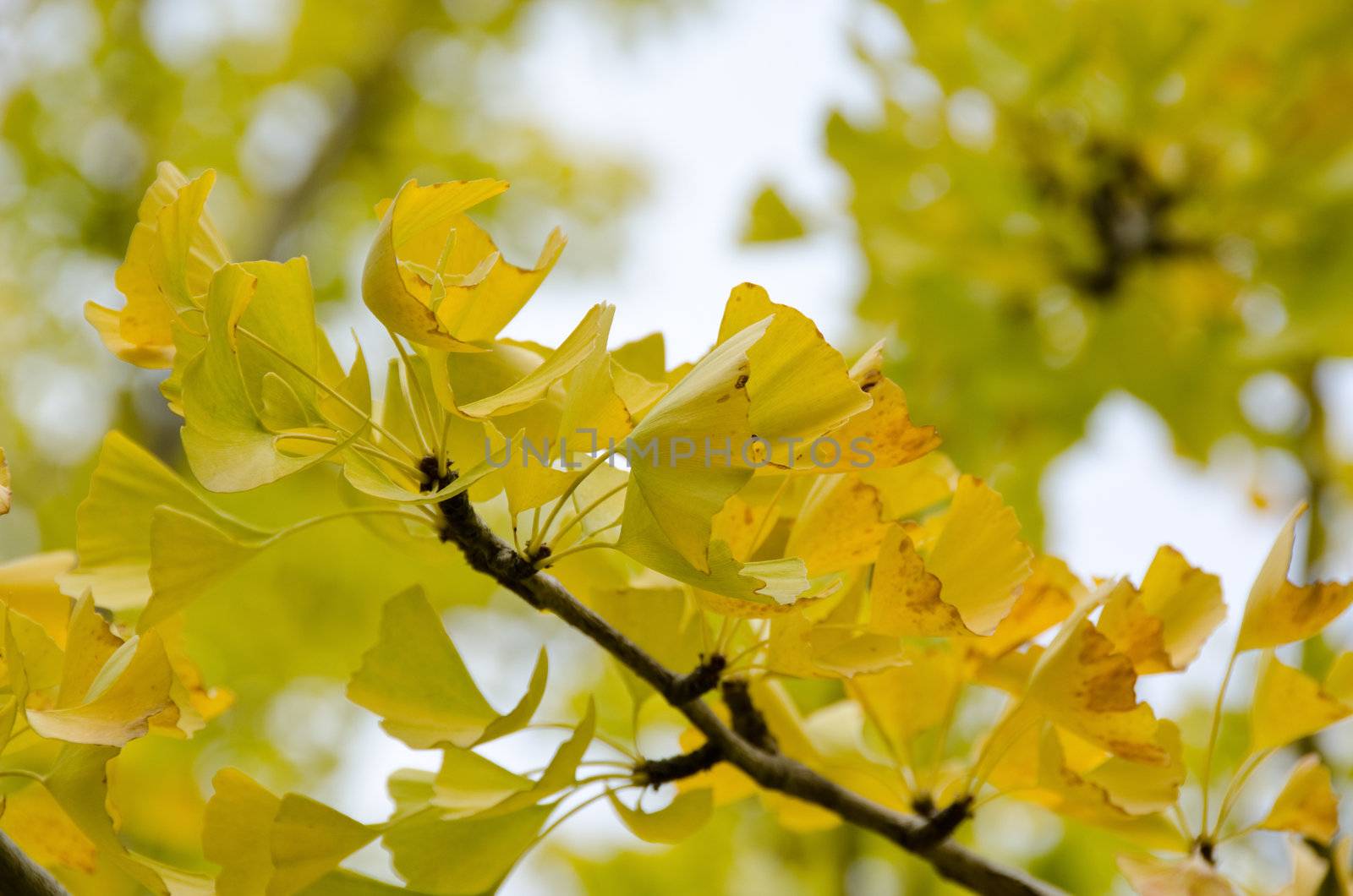 Yellow leaves of Ginkgo biloba on a tree in sunshine with blue sky in background