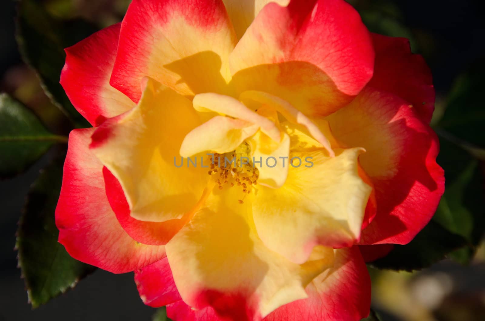 Detail of a yellow and red rose flower in daylight