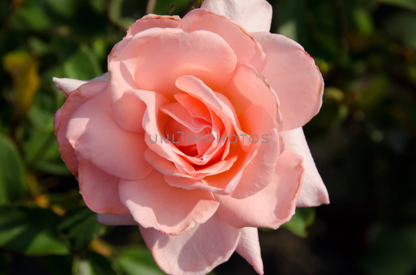 Pink rose flower by Arrxxx