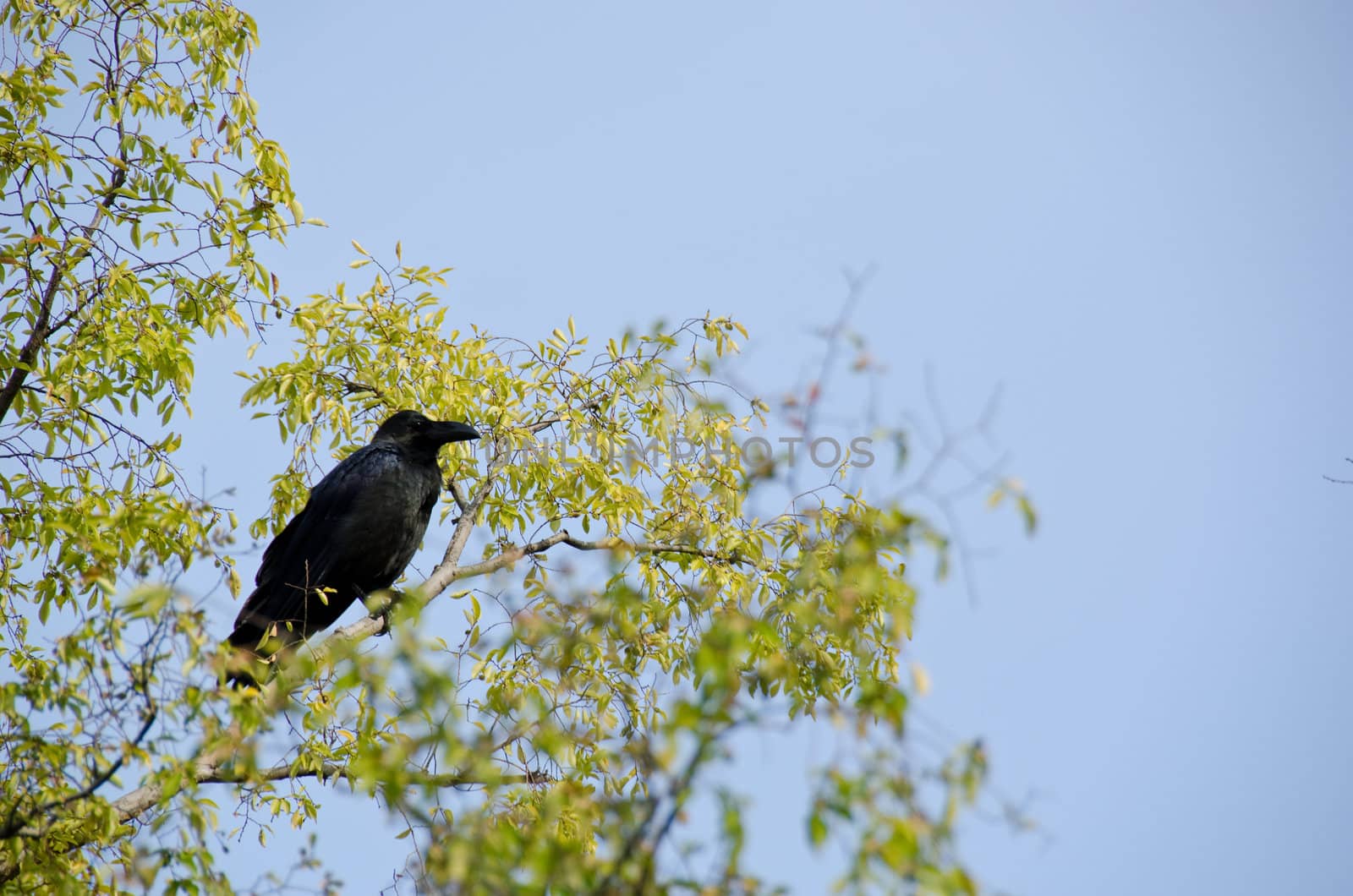 Jungle Crow, Corvus macrorhynchos by Arrxxx