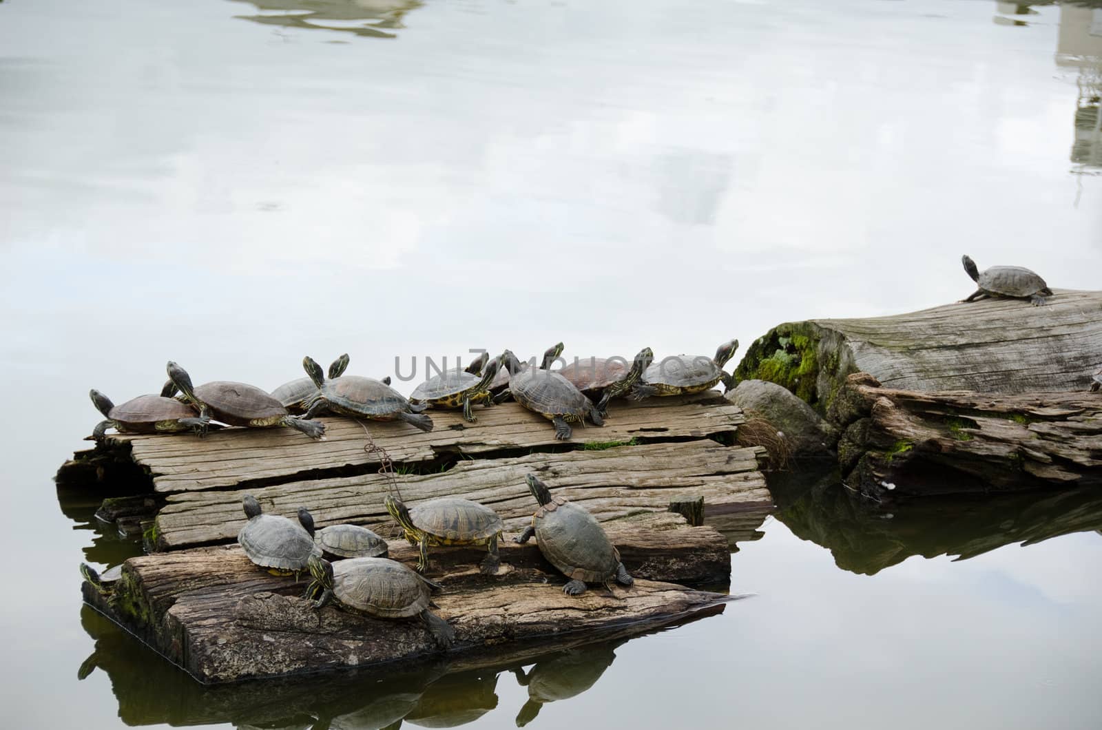 Turtles sunbathing on wood by Arrxxx