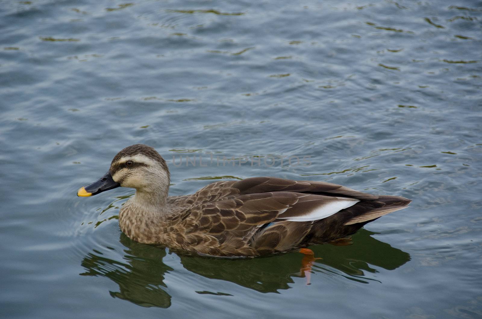  Spot-billed Duck, Anas poecilorhyncha by Arrxxx