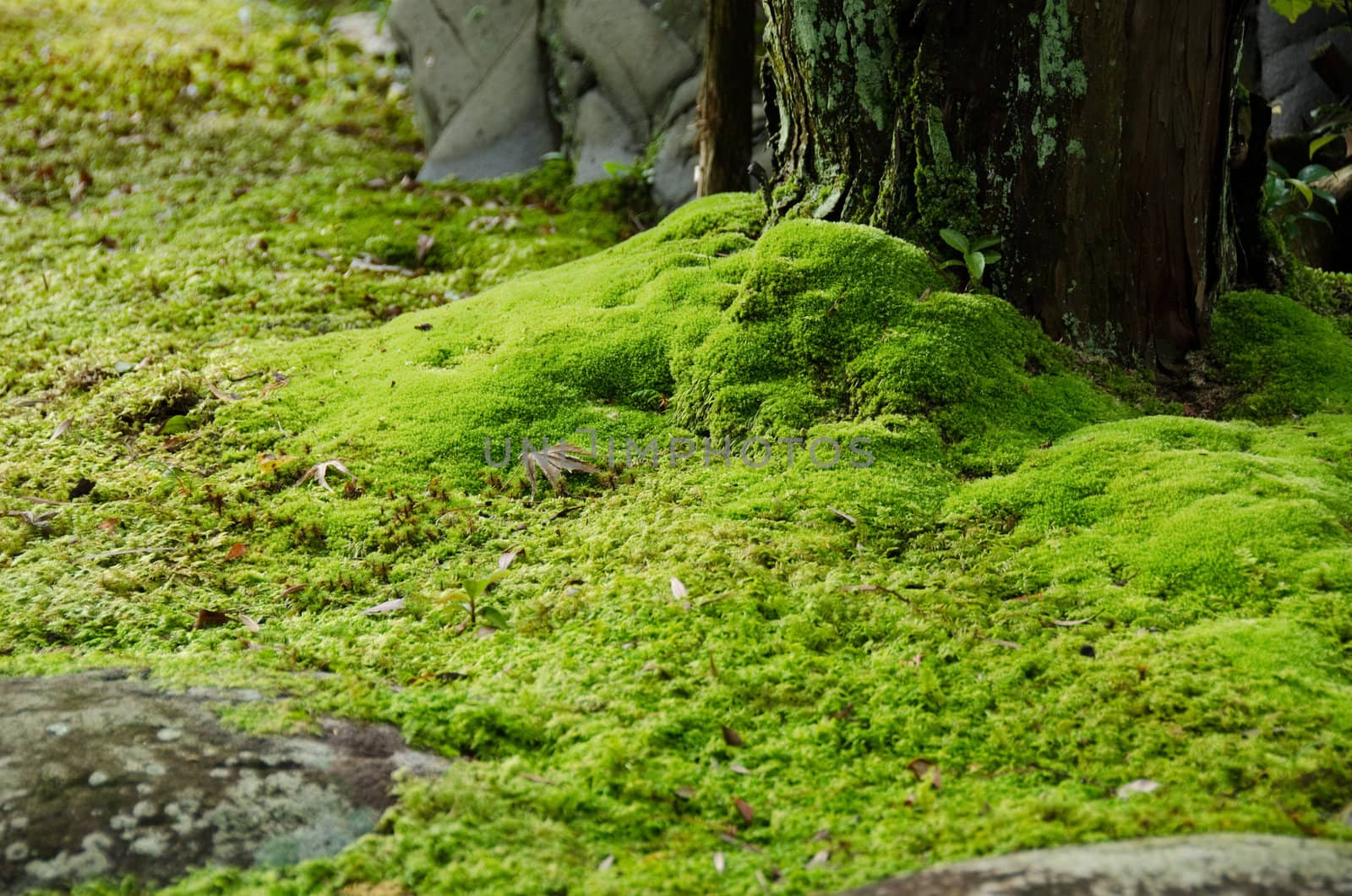 Closeup of a moss in a japanese garden with stones and tree