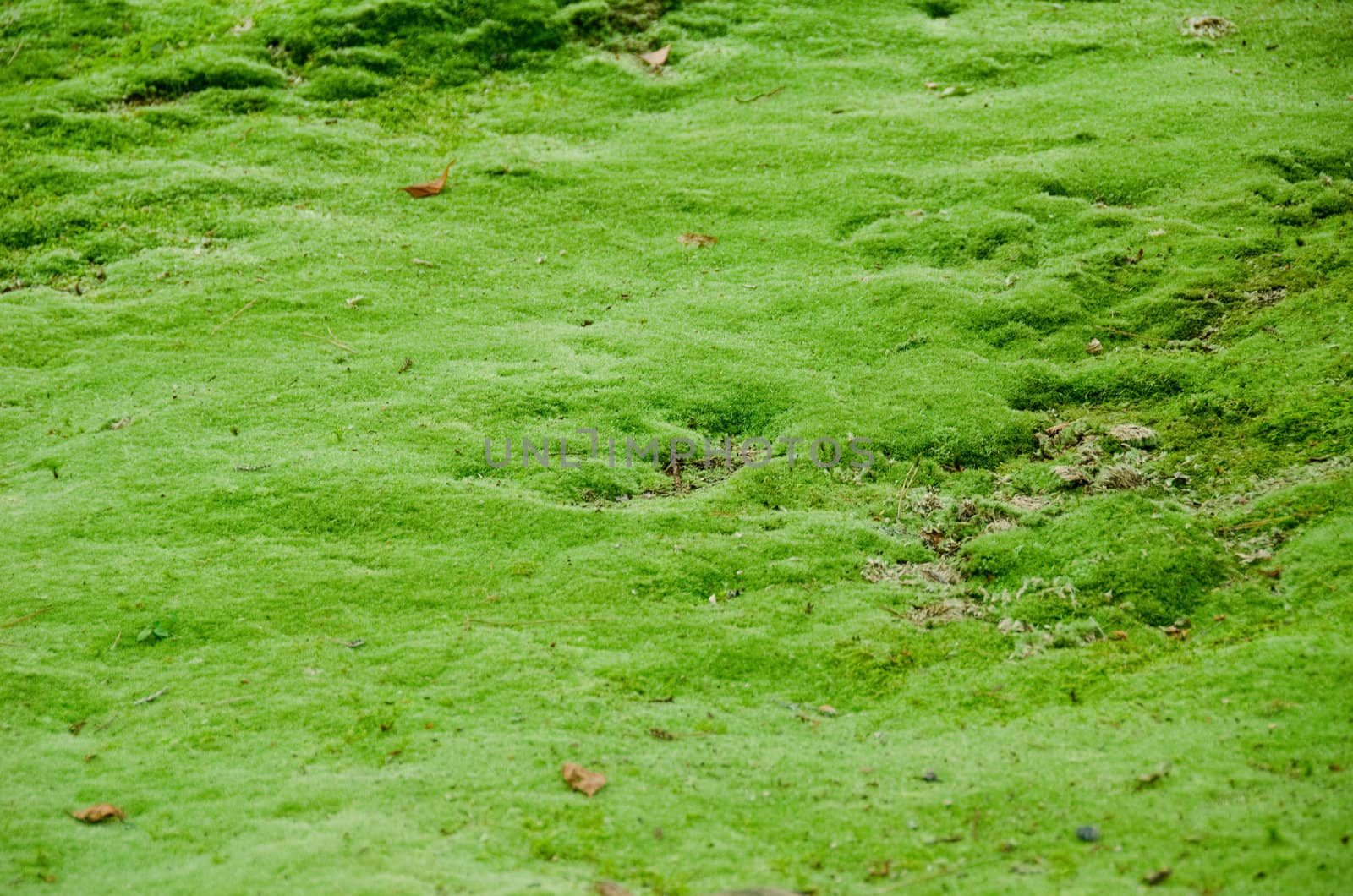Natural green moss background by Arrxxx