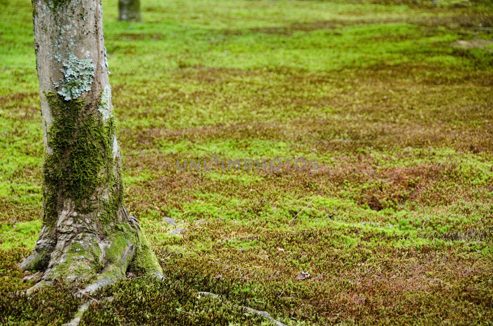 Green natural background with moss and tree