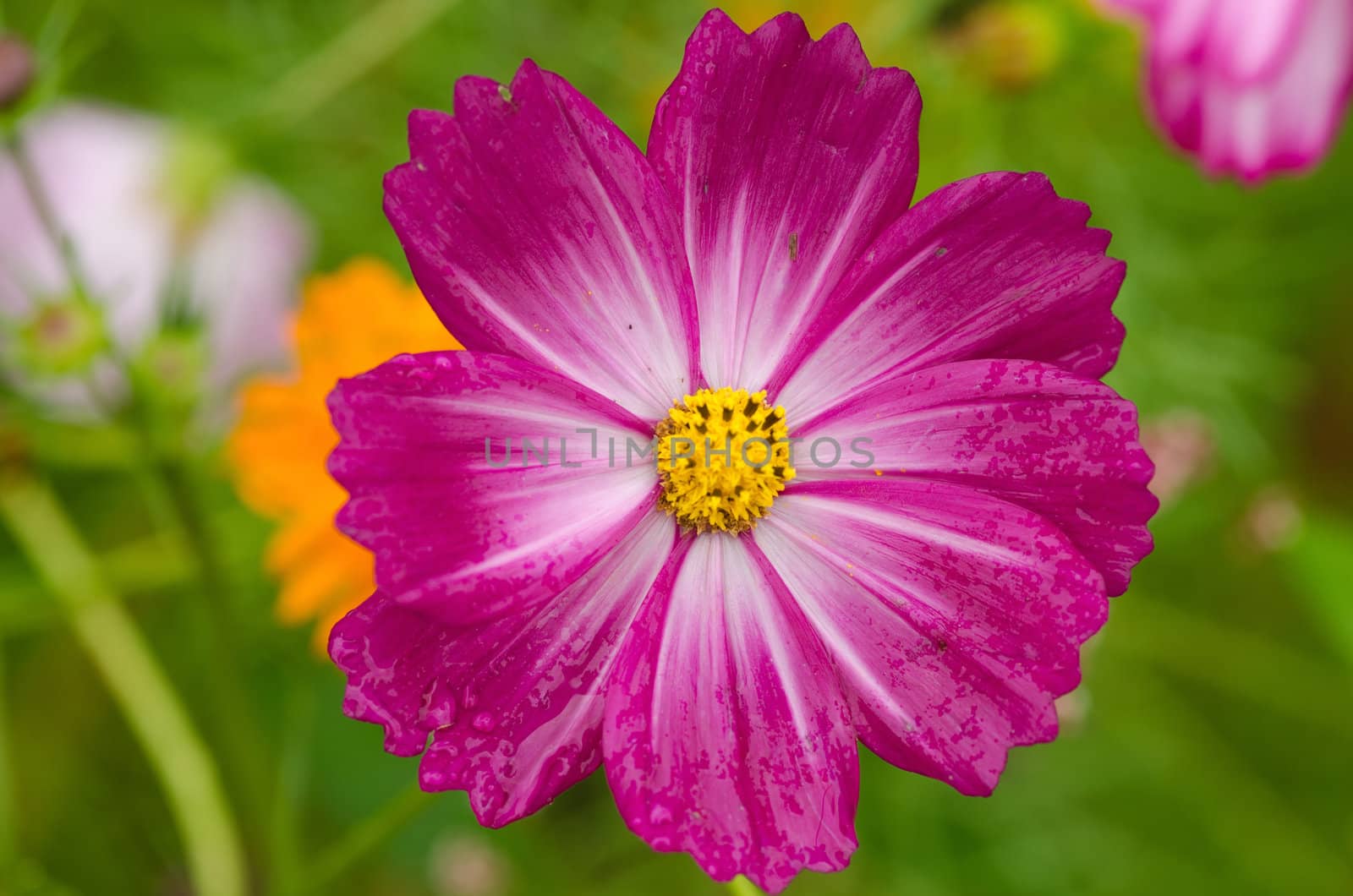 Close up of a single pink cosmos flower, Cosmos bipinnatus