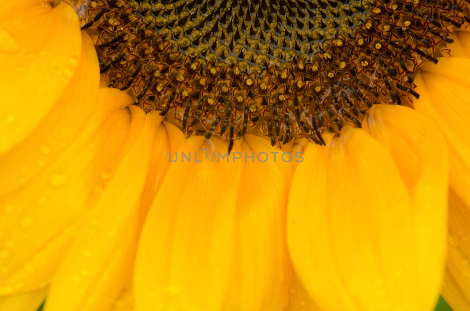 Detail of a part of a sun flower on a wet day