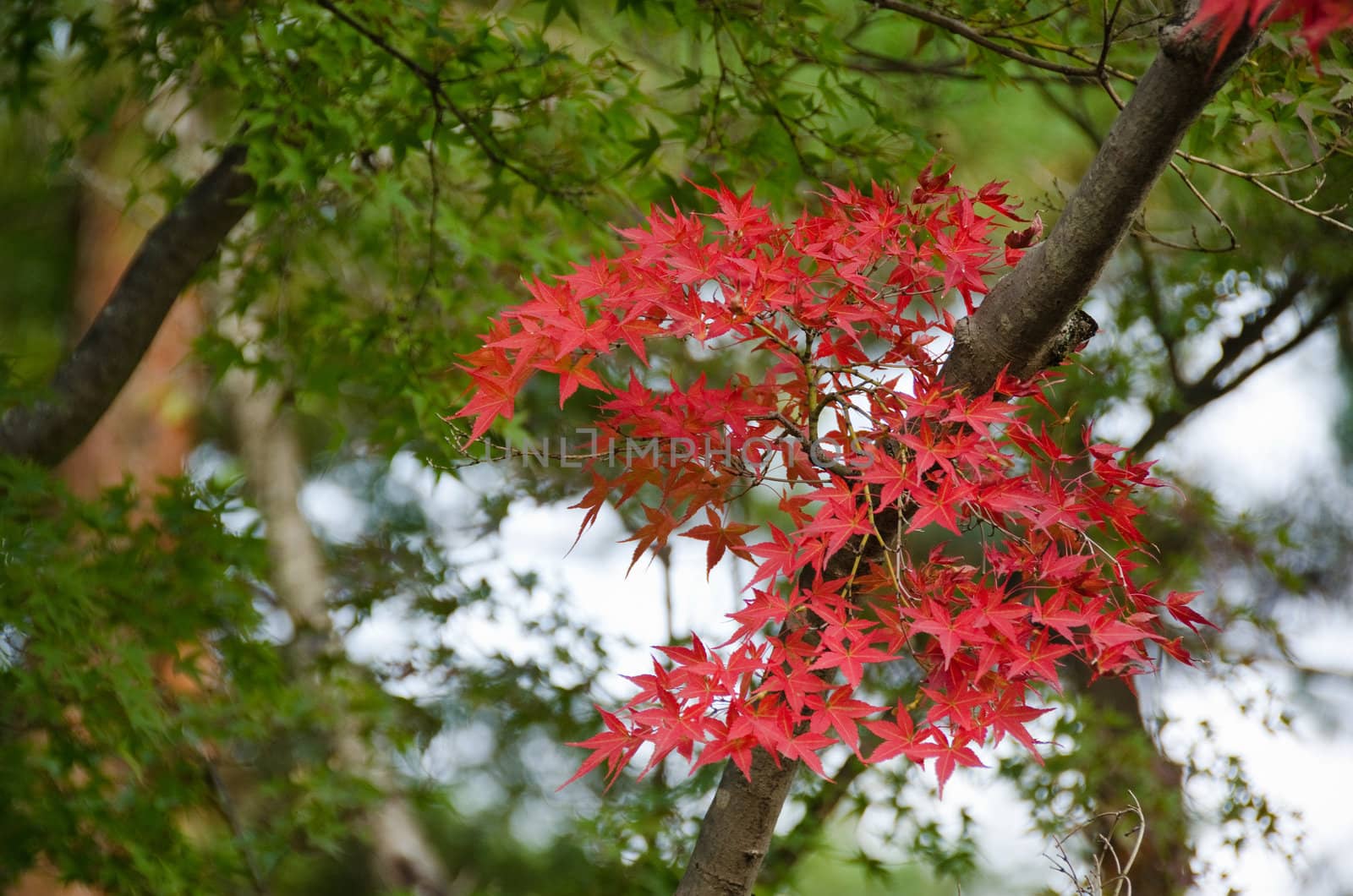 Red leaves of the japanese maple in autumn in front of green leaves, foliage