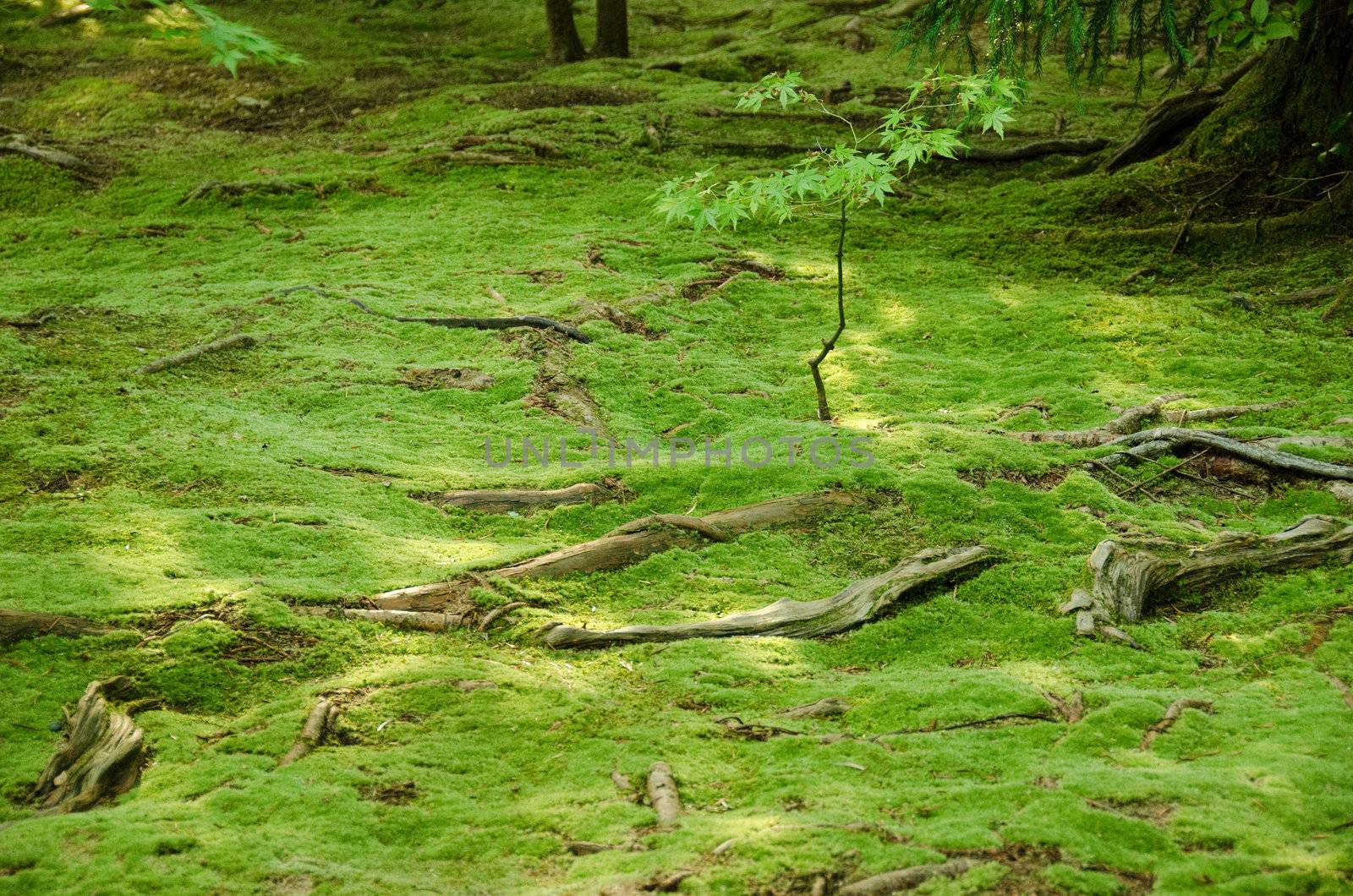 Carpet of green moss with roots from trees on a forest floor