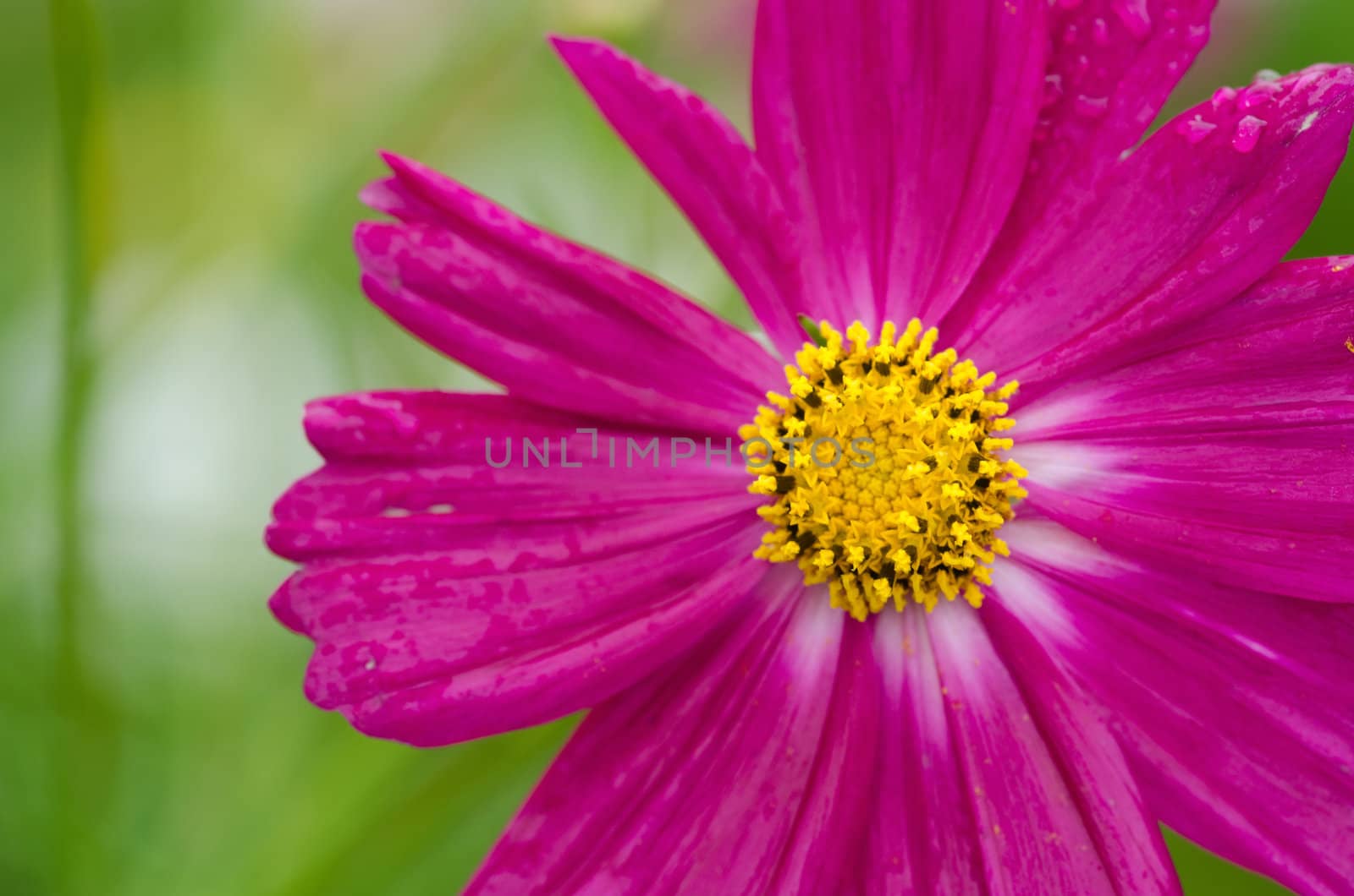 Close up of a single pink cosmos flower, Cosmos bipinnatus