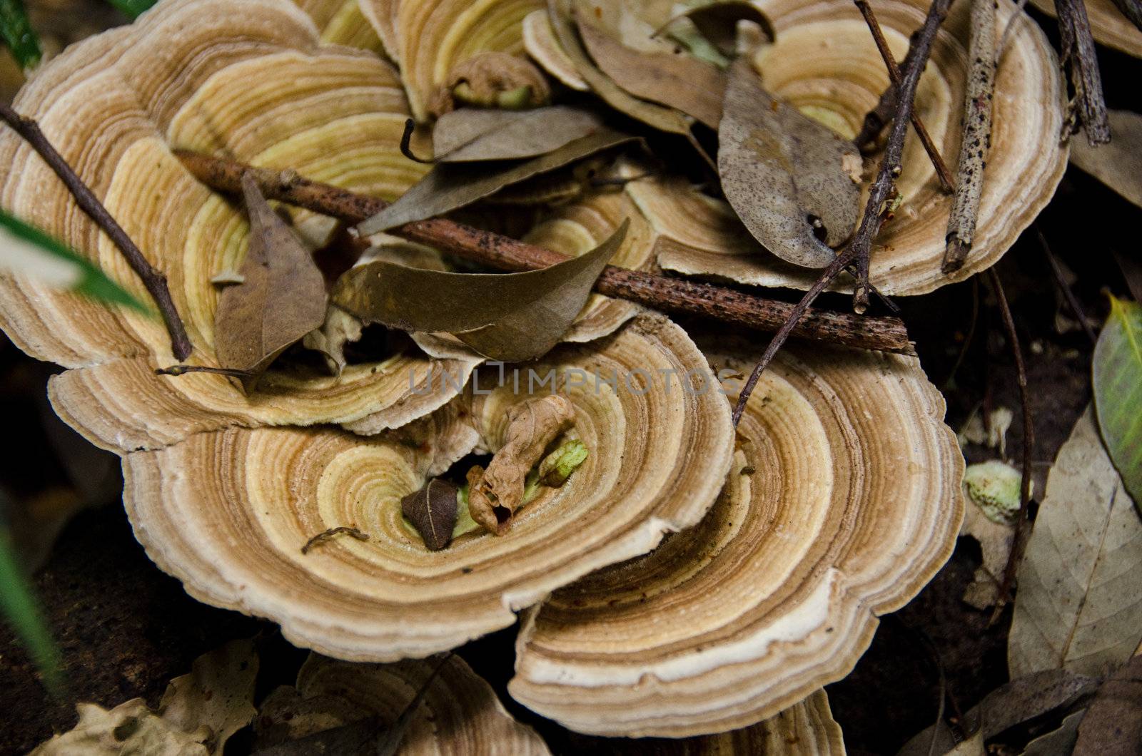 Japanese tree mushroom with brown and grey rings on the forest floor
