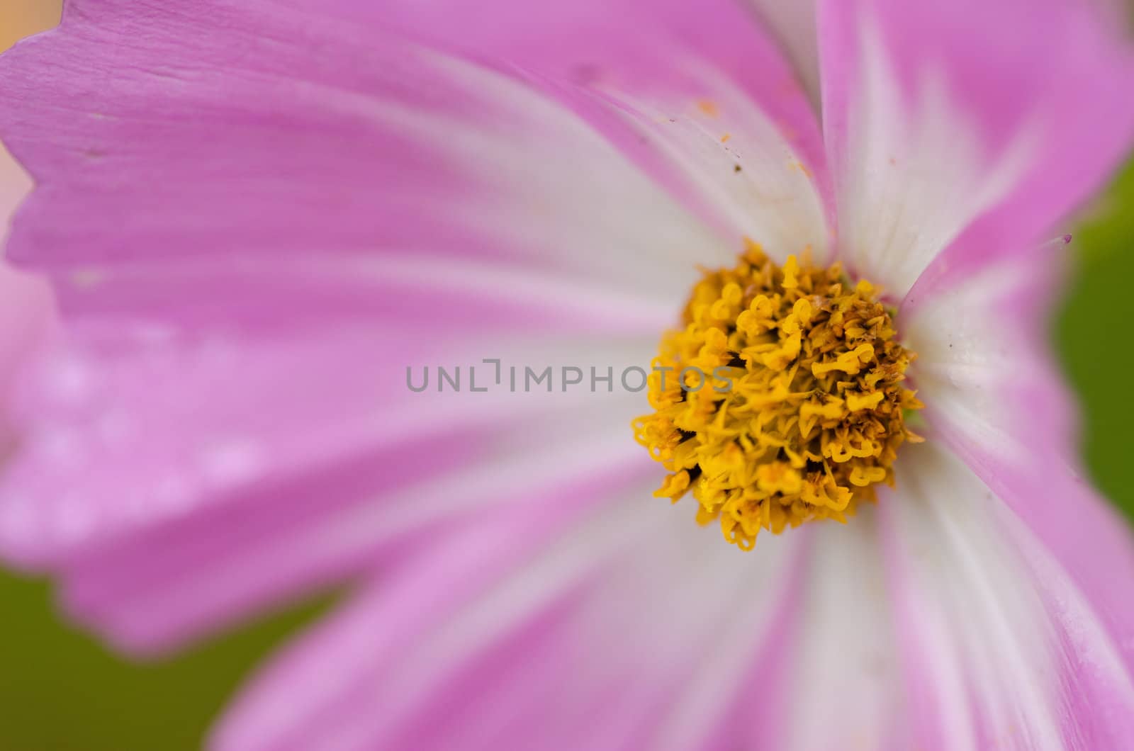 Close up of a single white and pink cosmos flower, Cosmos bipinnatus