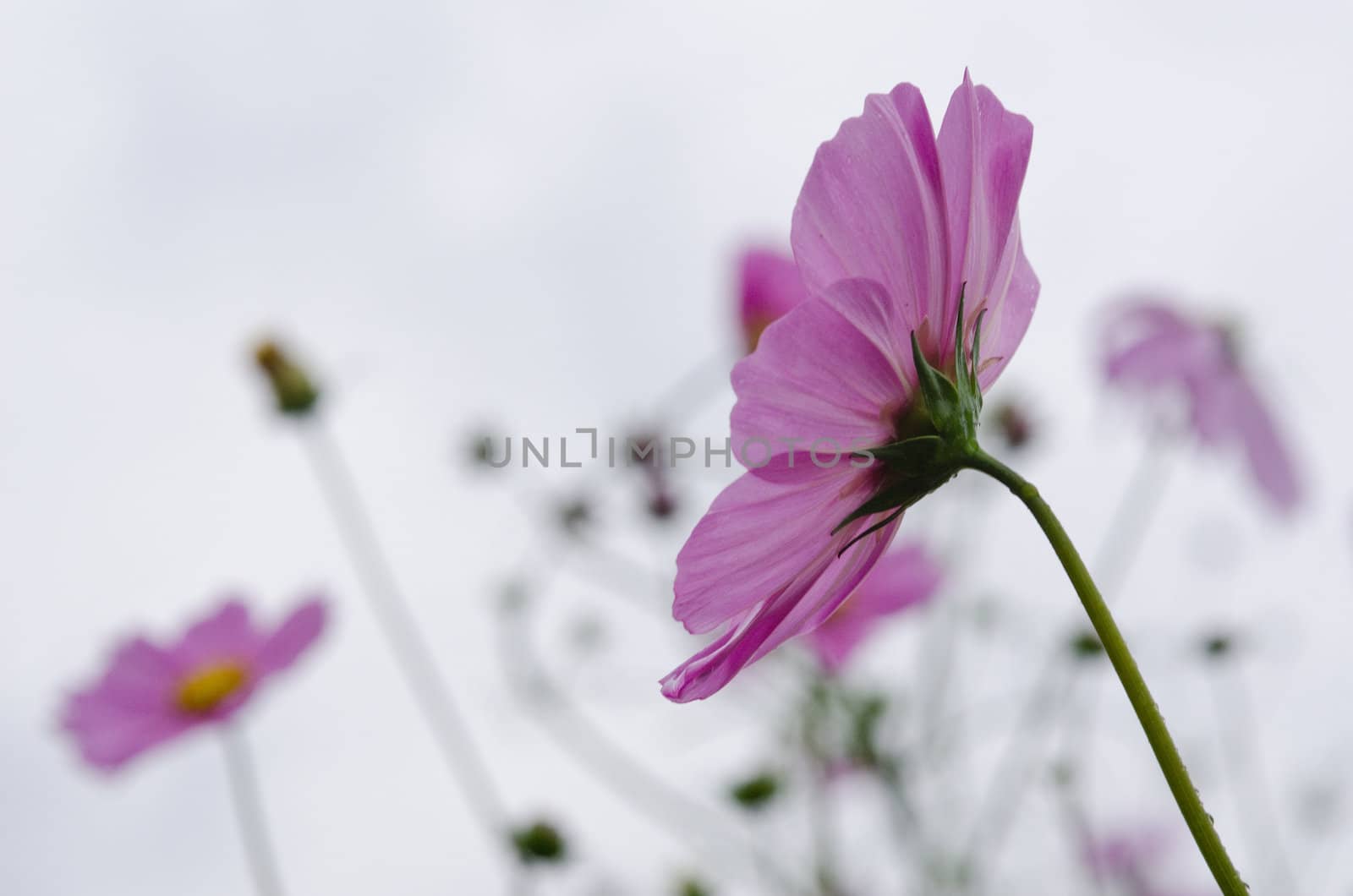 Pink cosmos flowers, Cosmos bipinnatus, in backlight on a rainy day in autumn