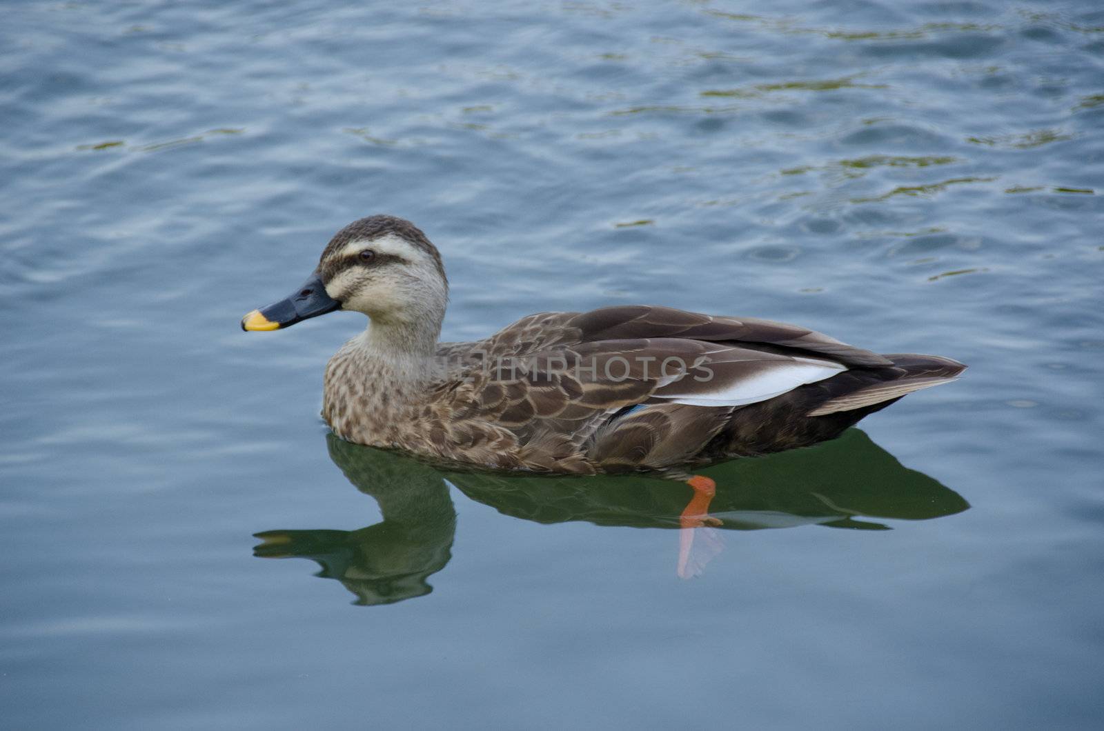  Spot-billed Duck, Anas poecilorhyncha, swimming on a lake