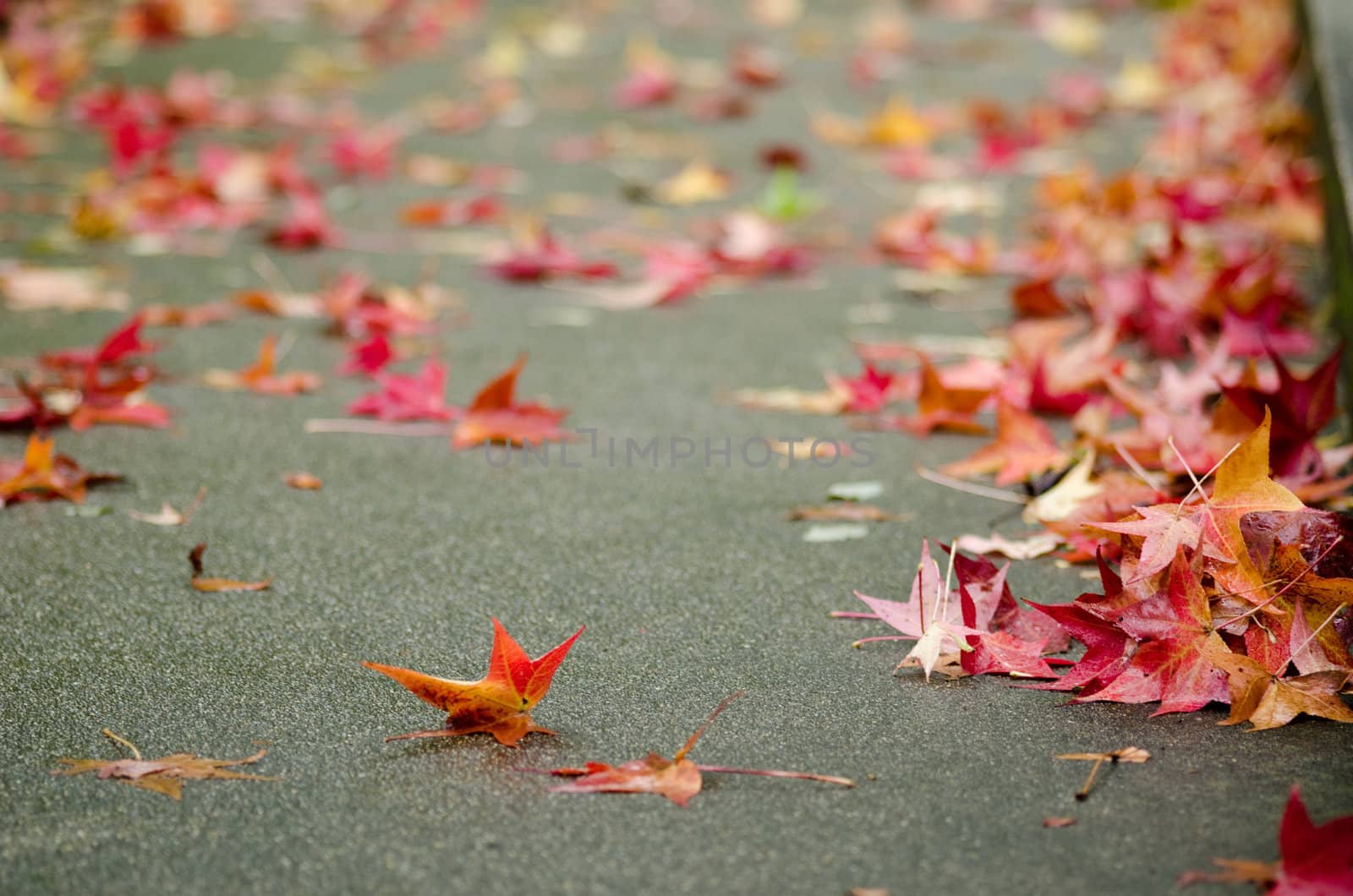 Red platanus leaves on a pavement in autumn, fall