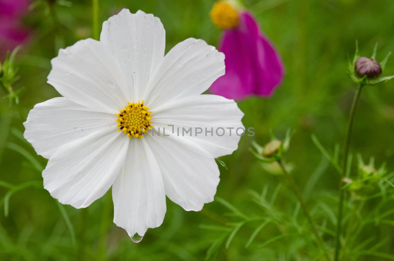 Close-up of a single white cosmos flower, Cosmos bipinnatus