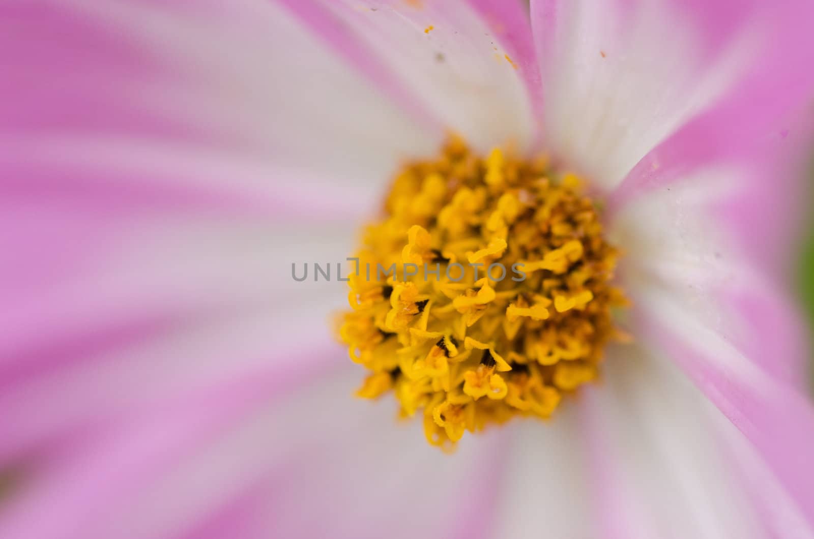 Close up of a single white and pink cosmos flower, Cosmos bipinnatus