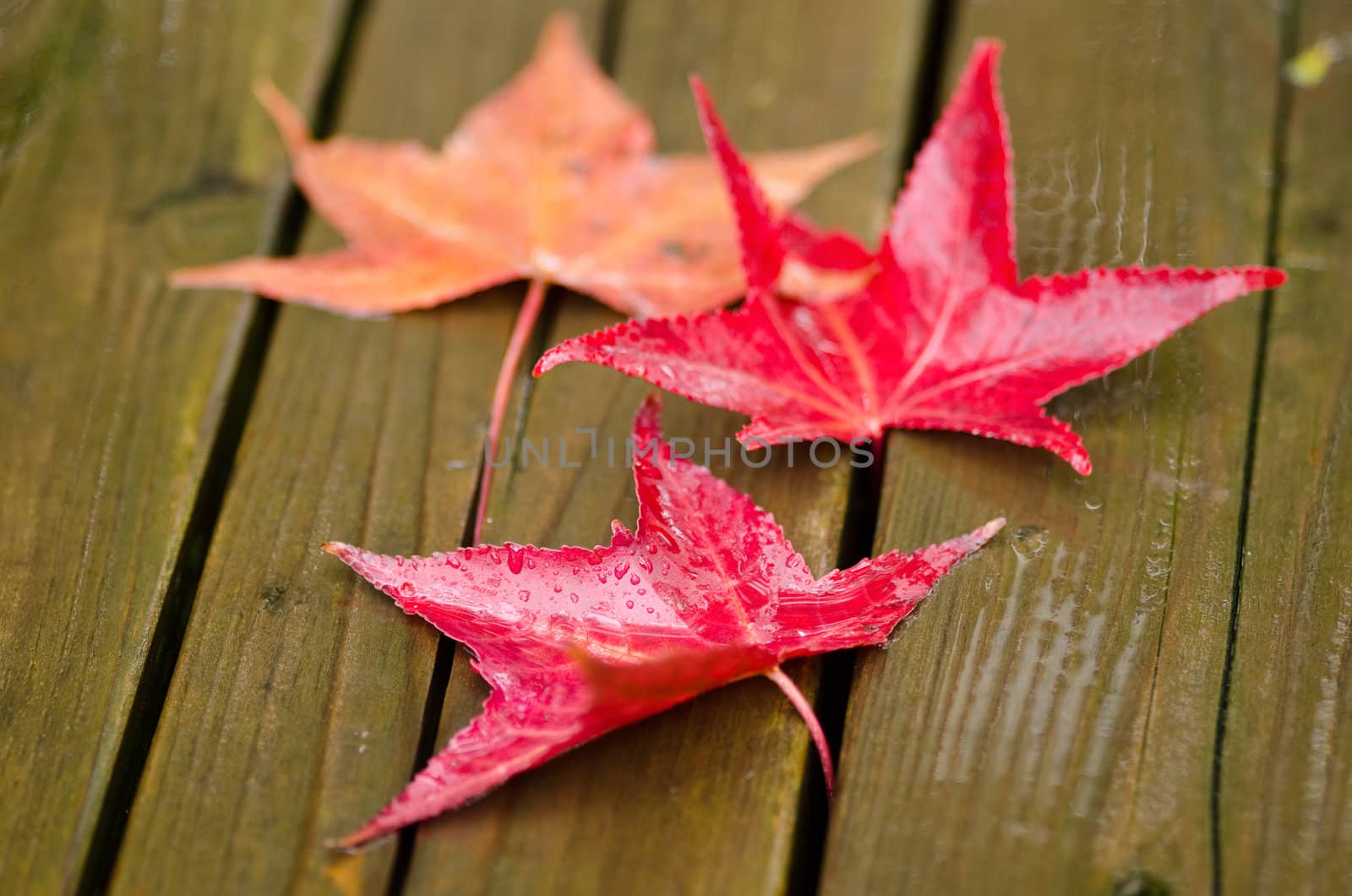Red platanus leaves on a wooden surface in autumn, fall