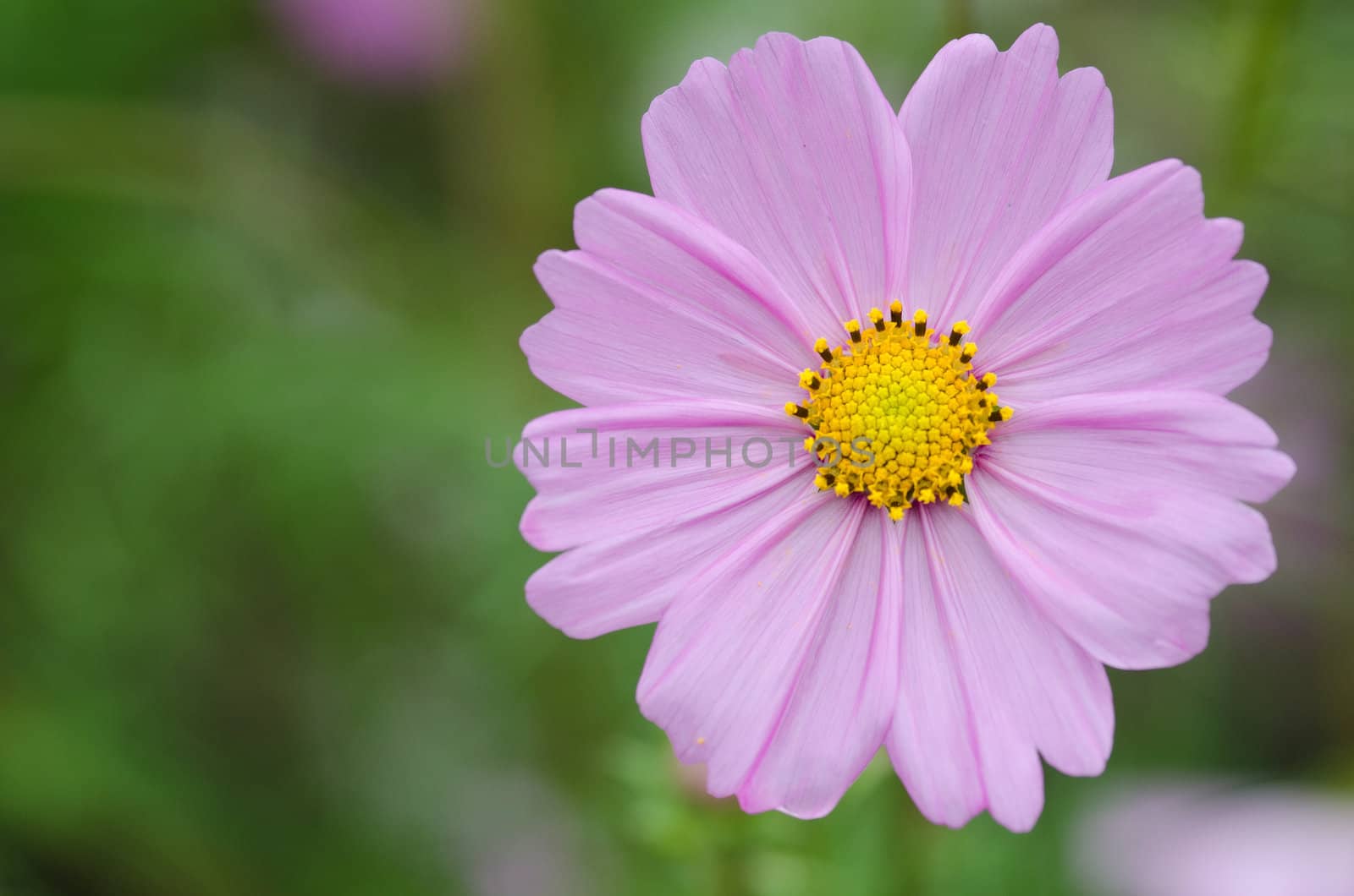 Close-up of a single pink cosmos flower, Cosmos bipinnatus