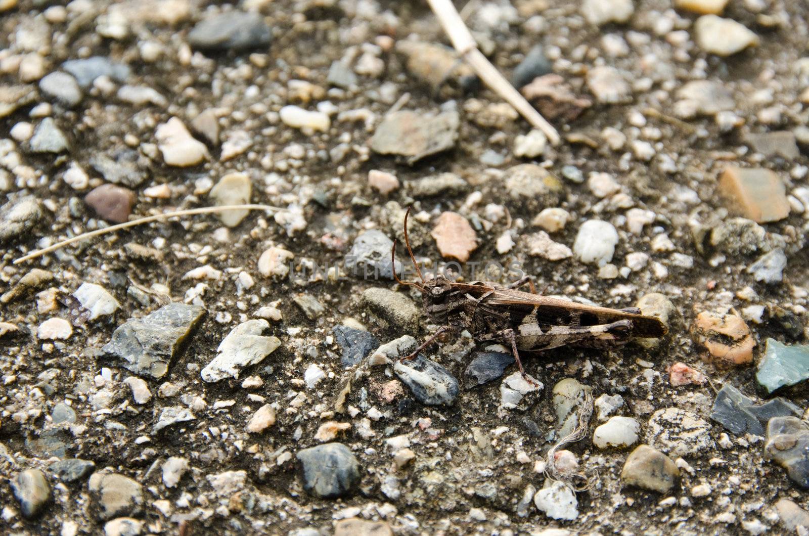 Brown grasshopper on gravel background very well camouflaged