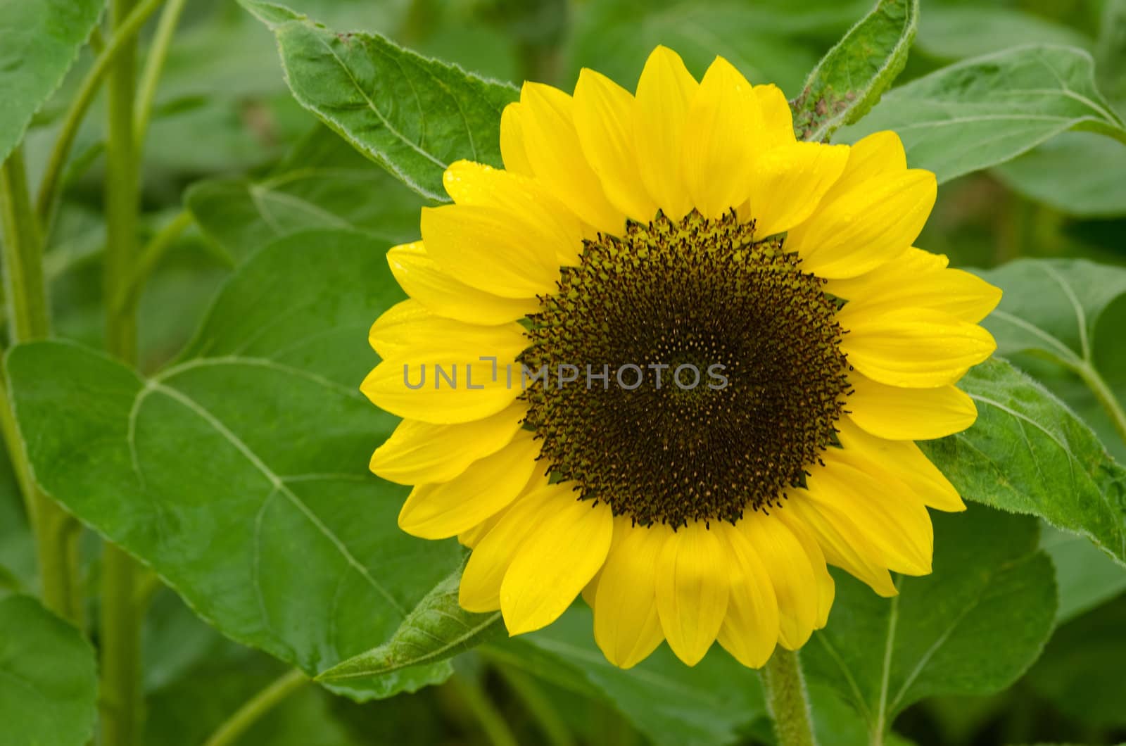 A single sun flower in front of green background
