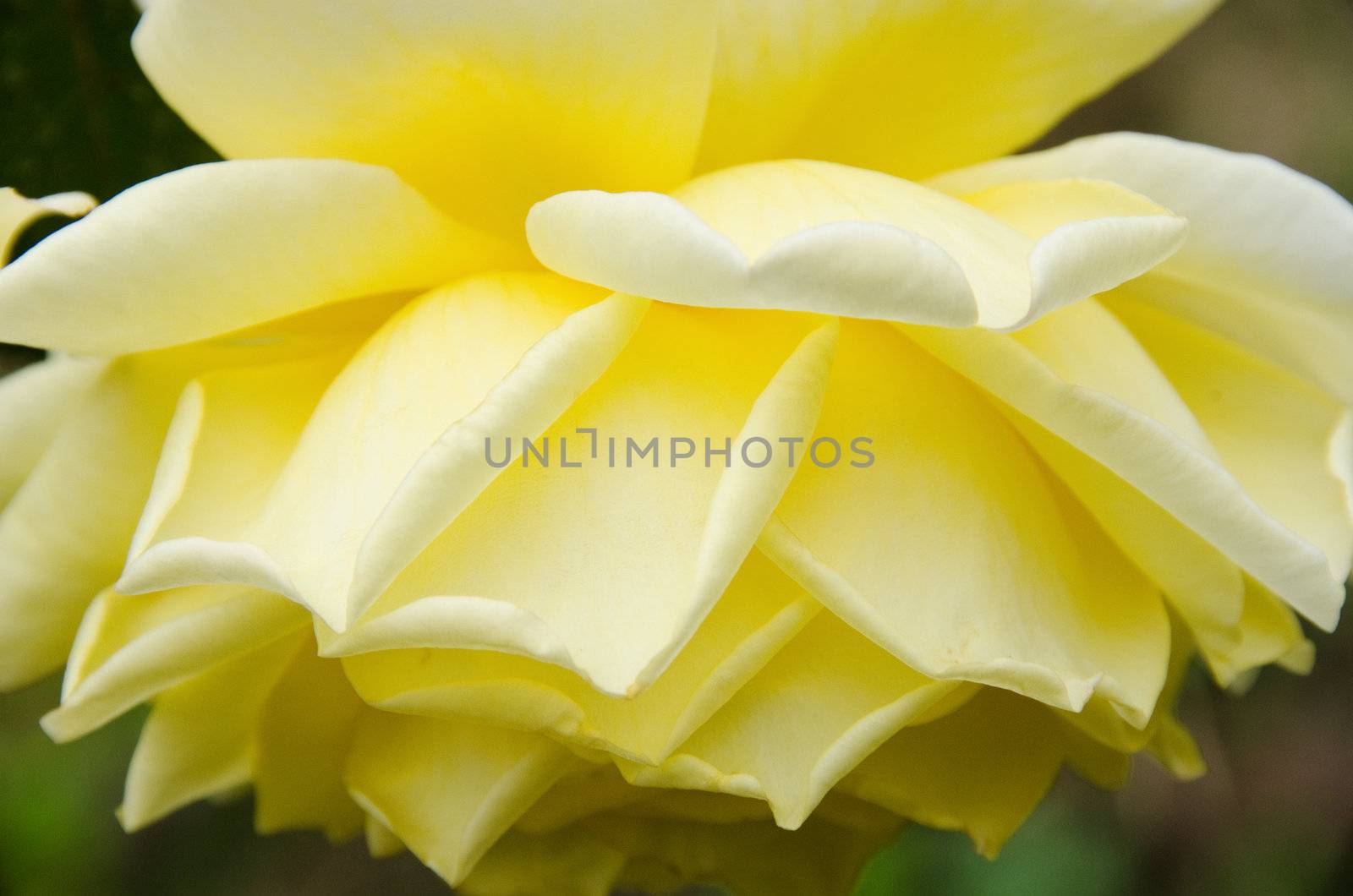 Detail of a yellow rose seen from the side