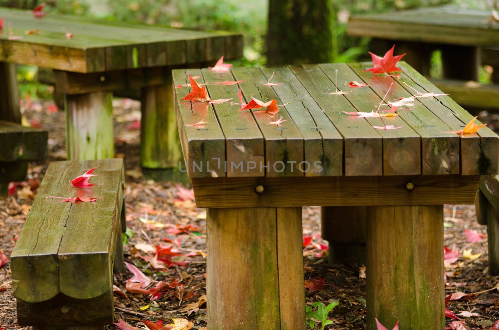 Red platanus leaves on a wet wooden table in autumn, fall