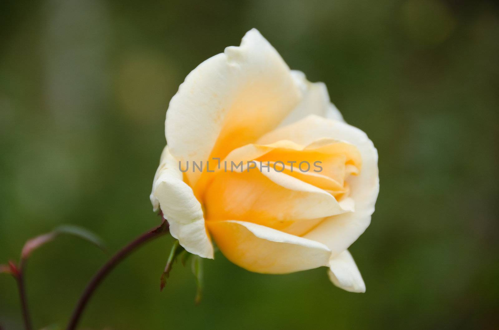 Detail of a orange rose seen from the side