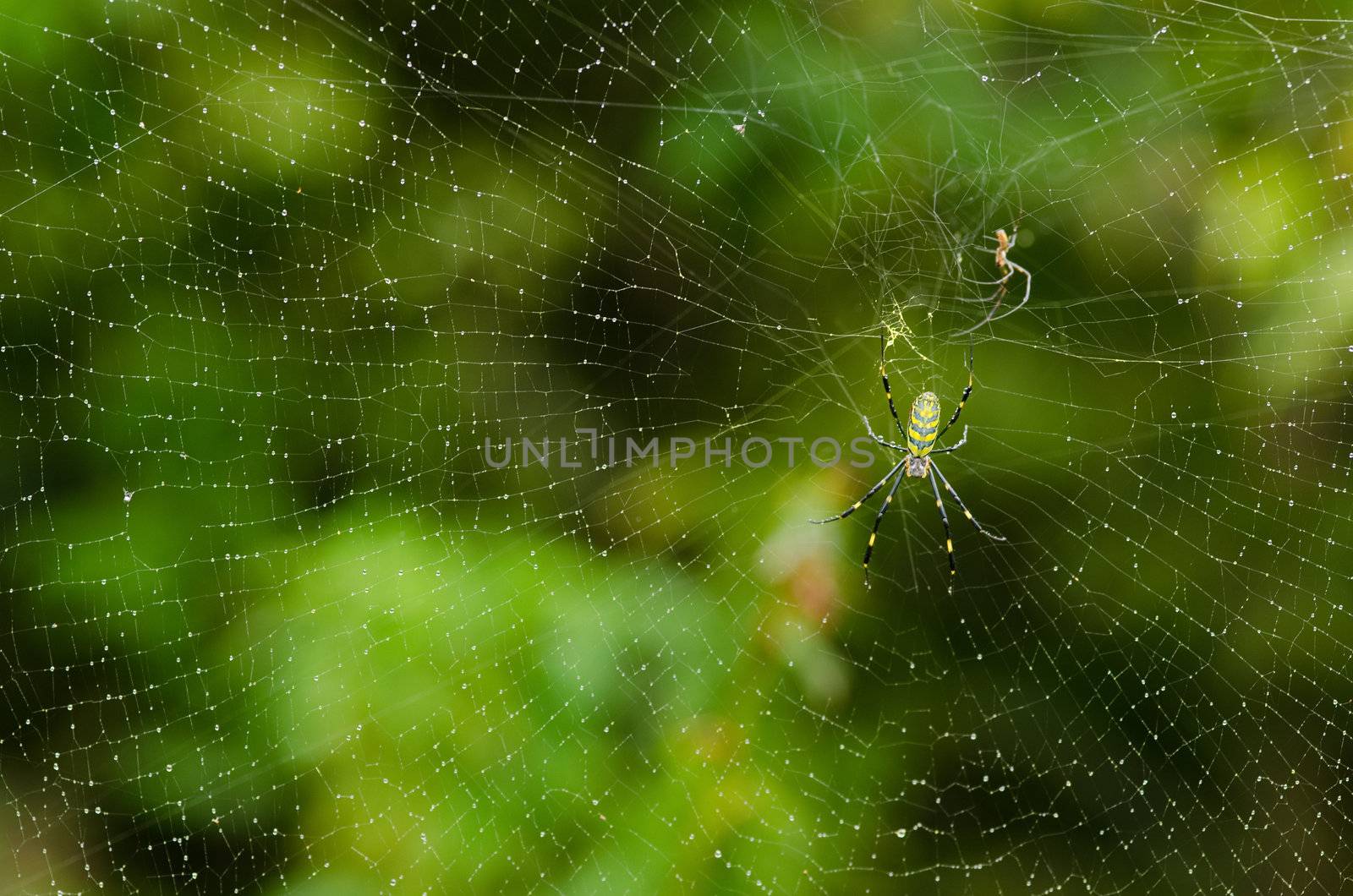 Female and male of a Golden silk orb-weaver, Nephila clavata on its net 