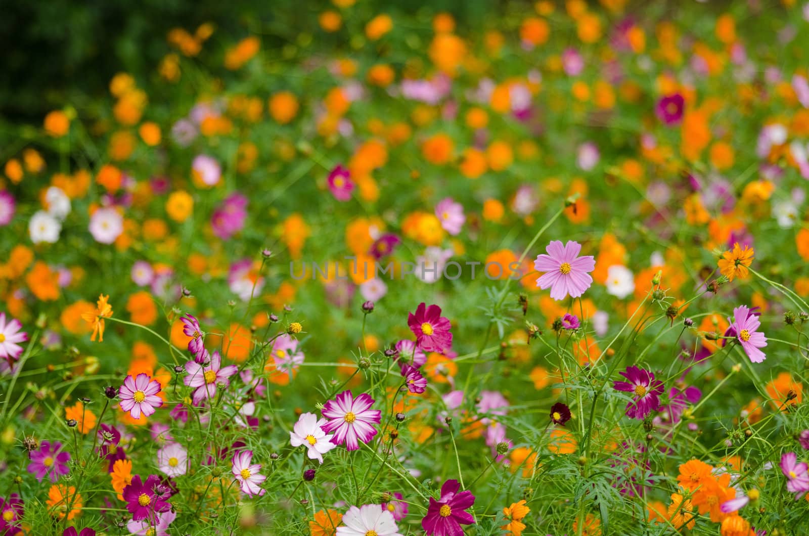 A field of cosmos flowers, Cosmos bipinnatus, in Japan