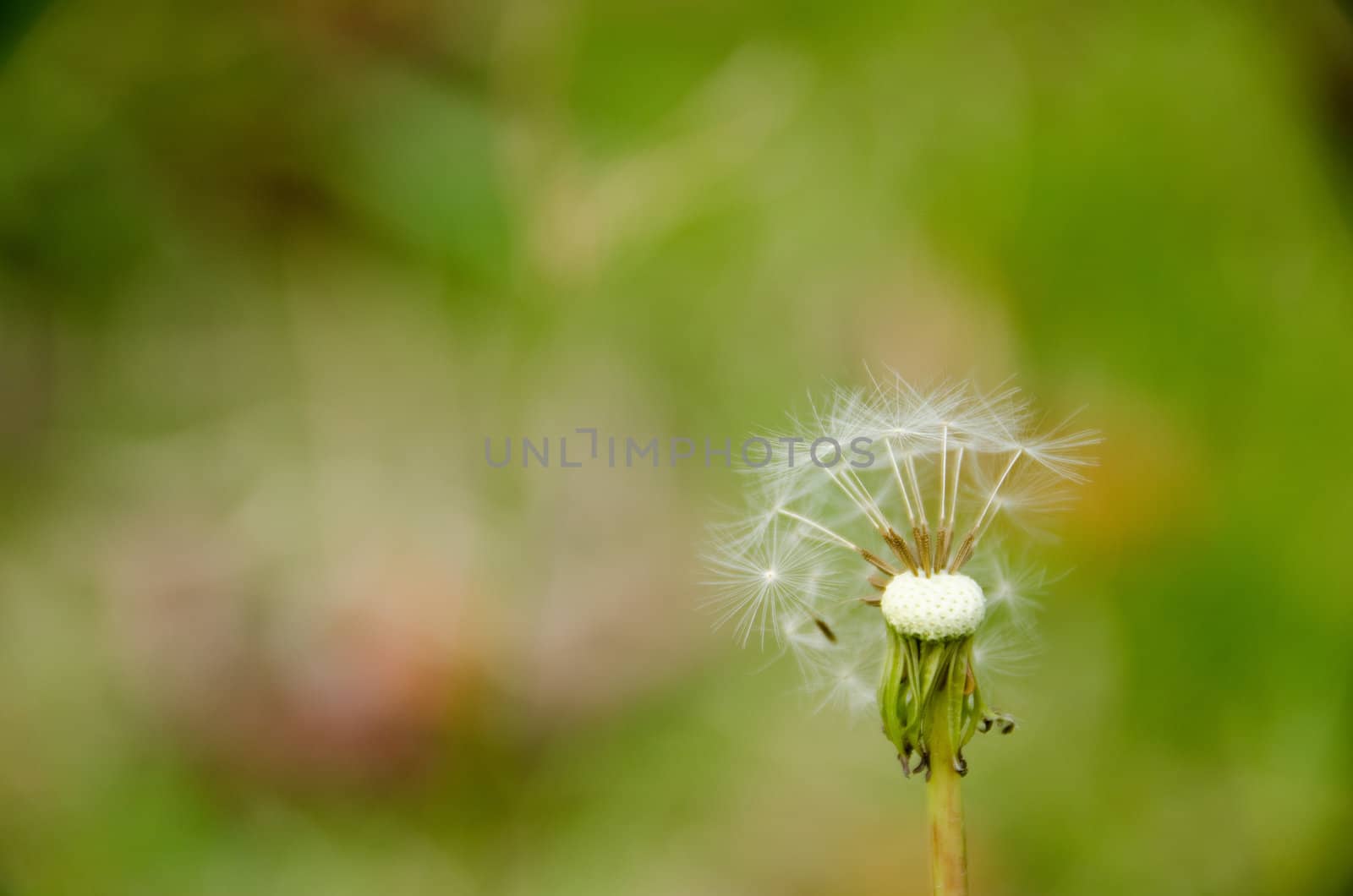 Blown dandelion head in front of a green background