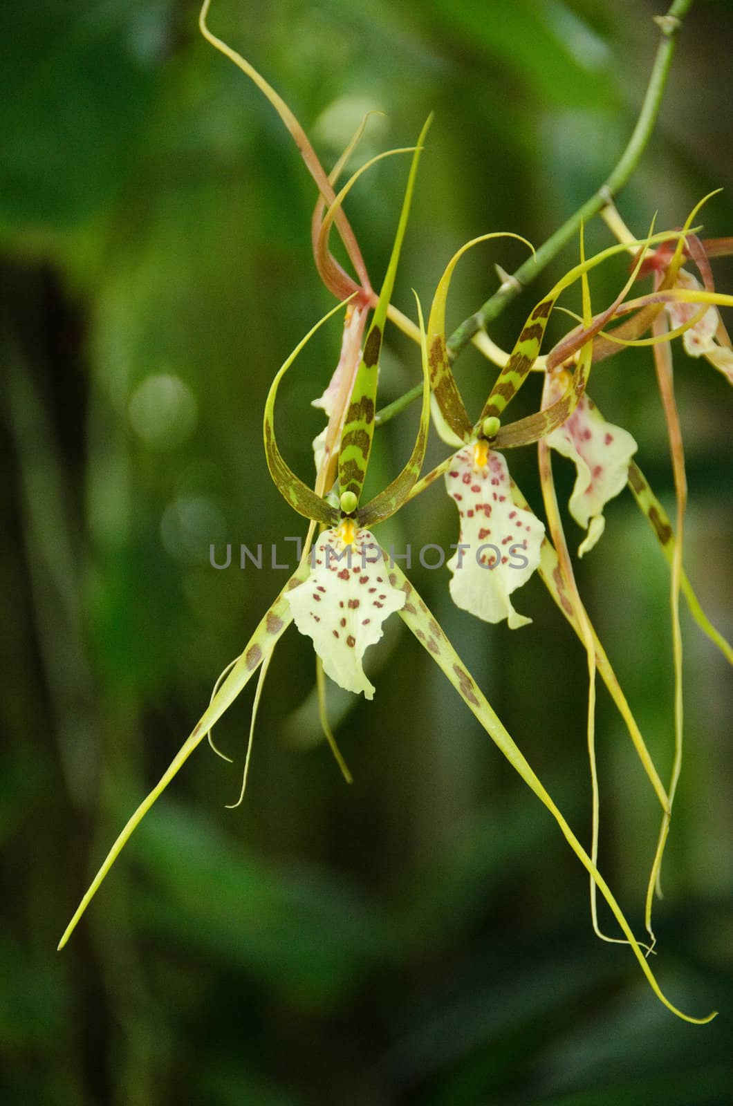 Green orchid flower with long leaves in front of green background