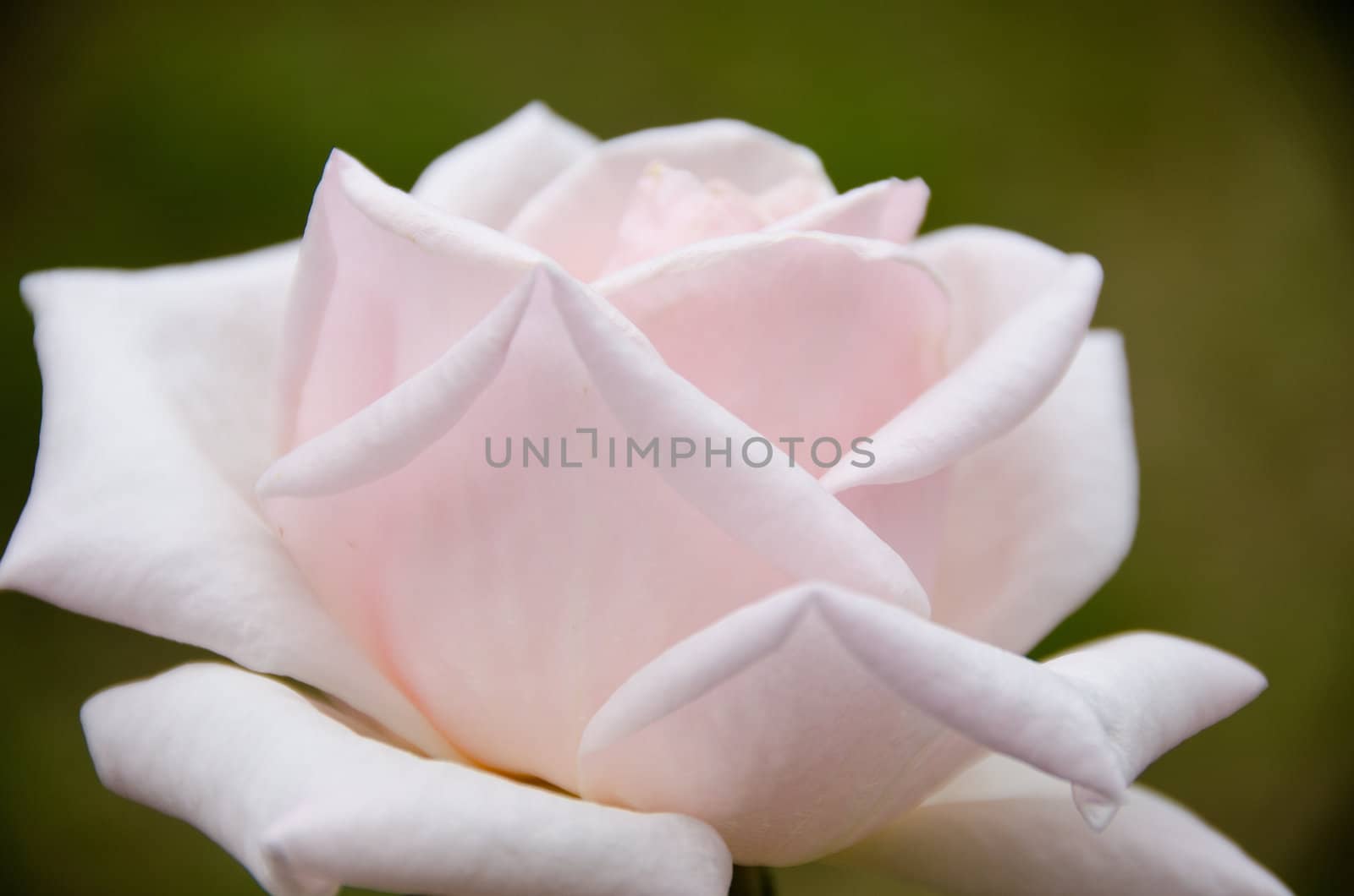 Detail of a pink rose seen from the side