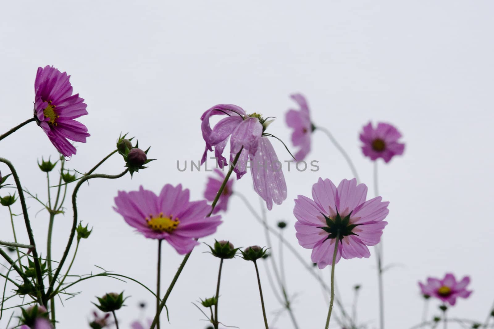 Pink cosmos flowers, Cosmos bipinnatus, in backlight on a rainy day in autumn