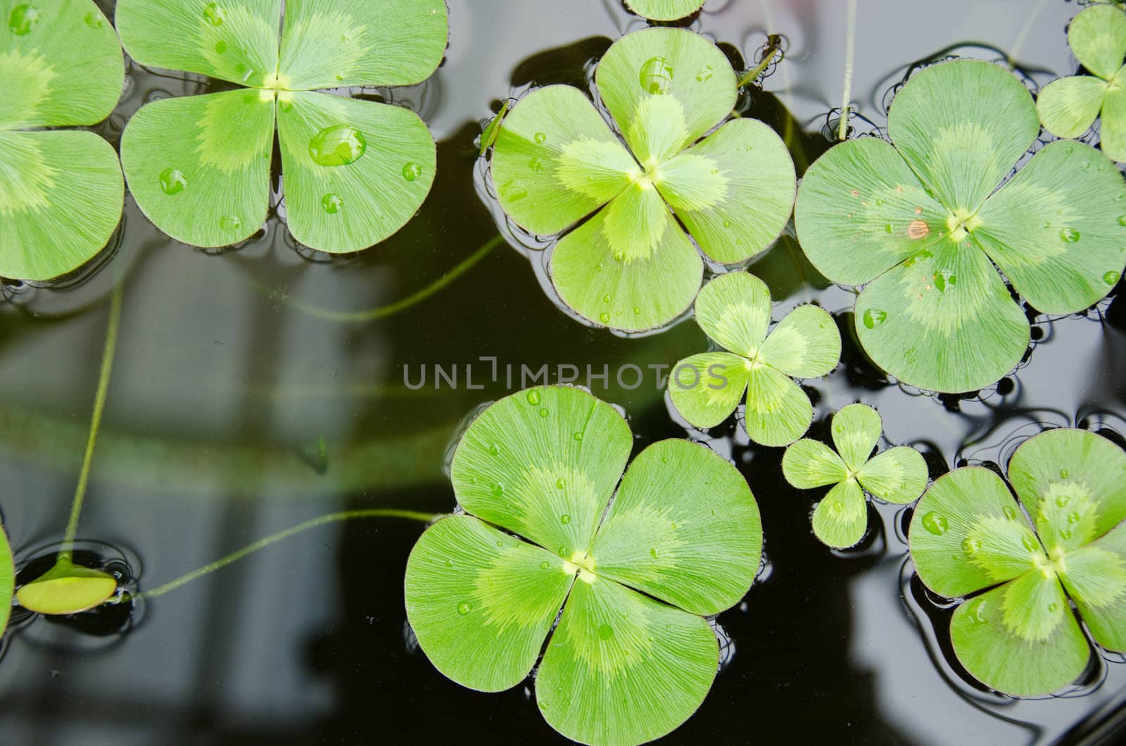 Water clover, Marsilea mutica, with four clover like leaves on water surface