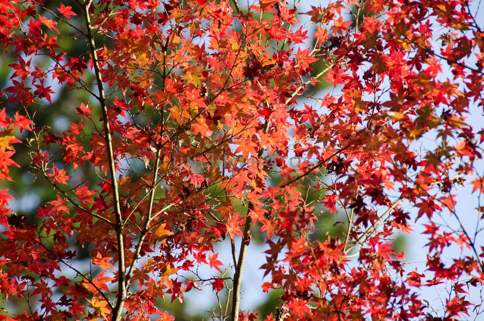 A branch of  red leaves of japanese maple in backlight, in front of a blue sky