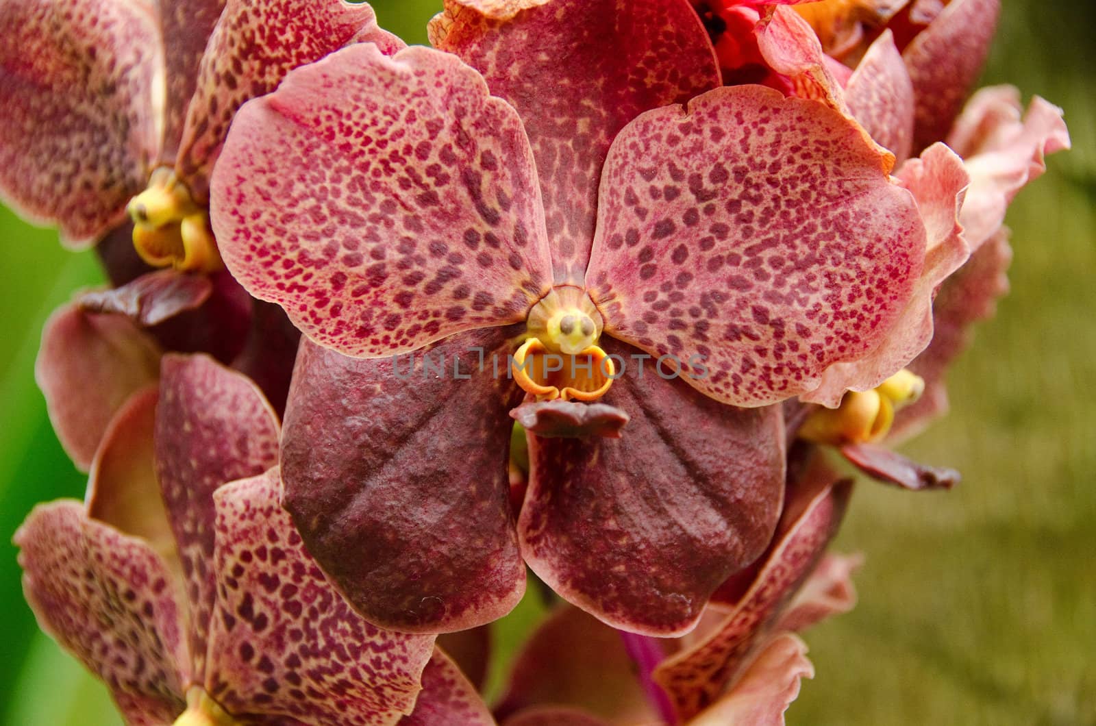 Closeup of a brown orchid flower background pattern