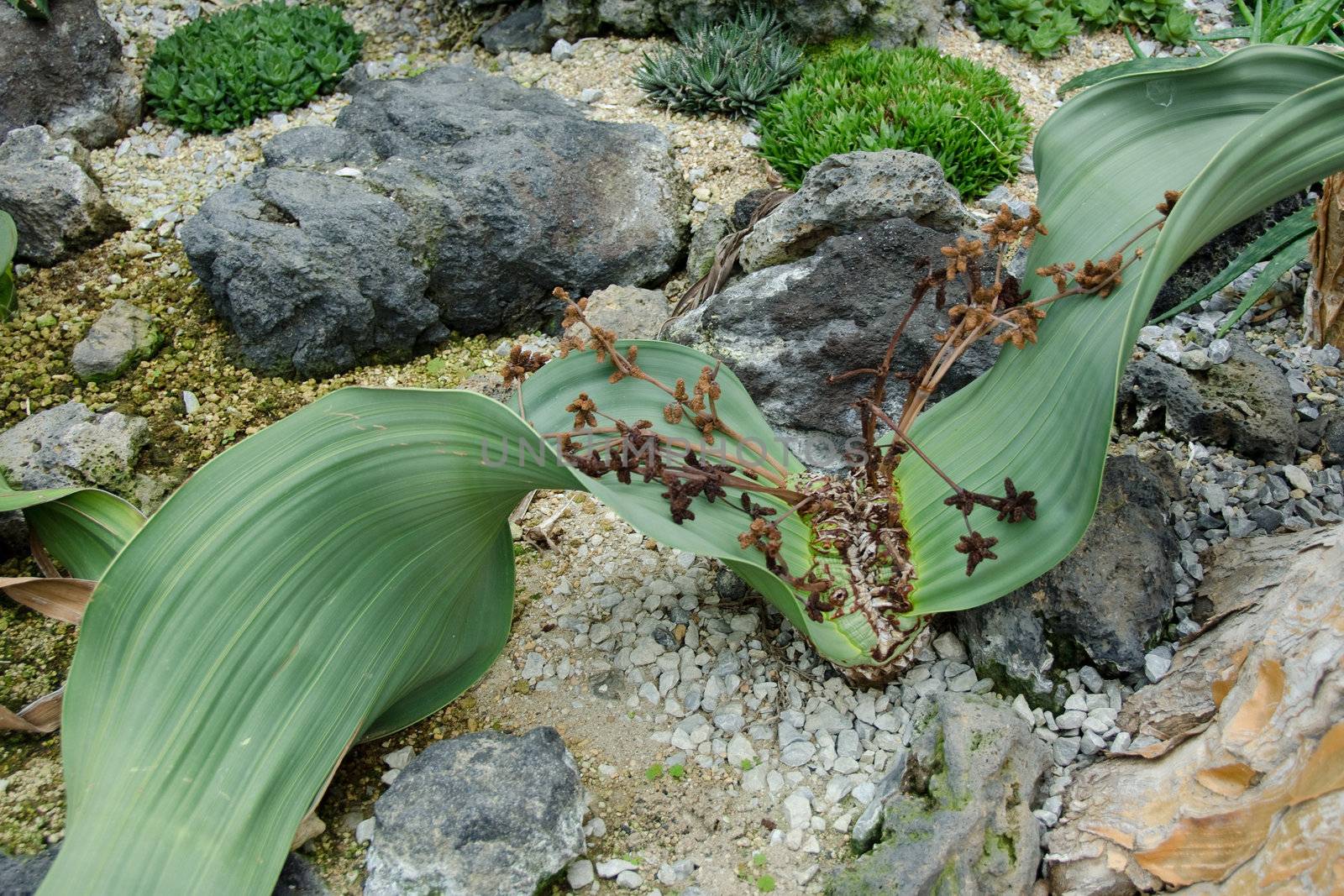 Welwitschia by Arrxxx