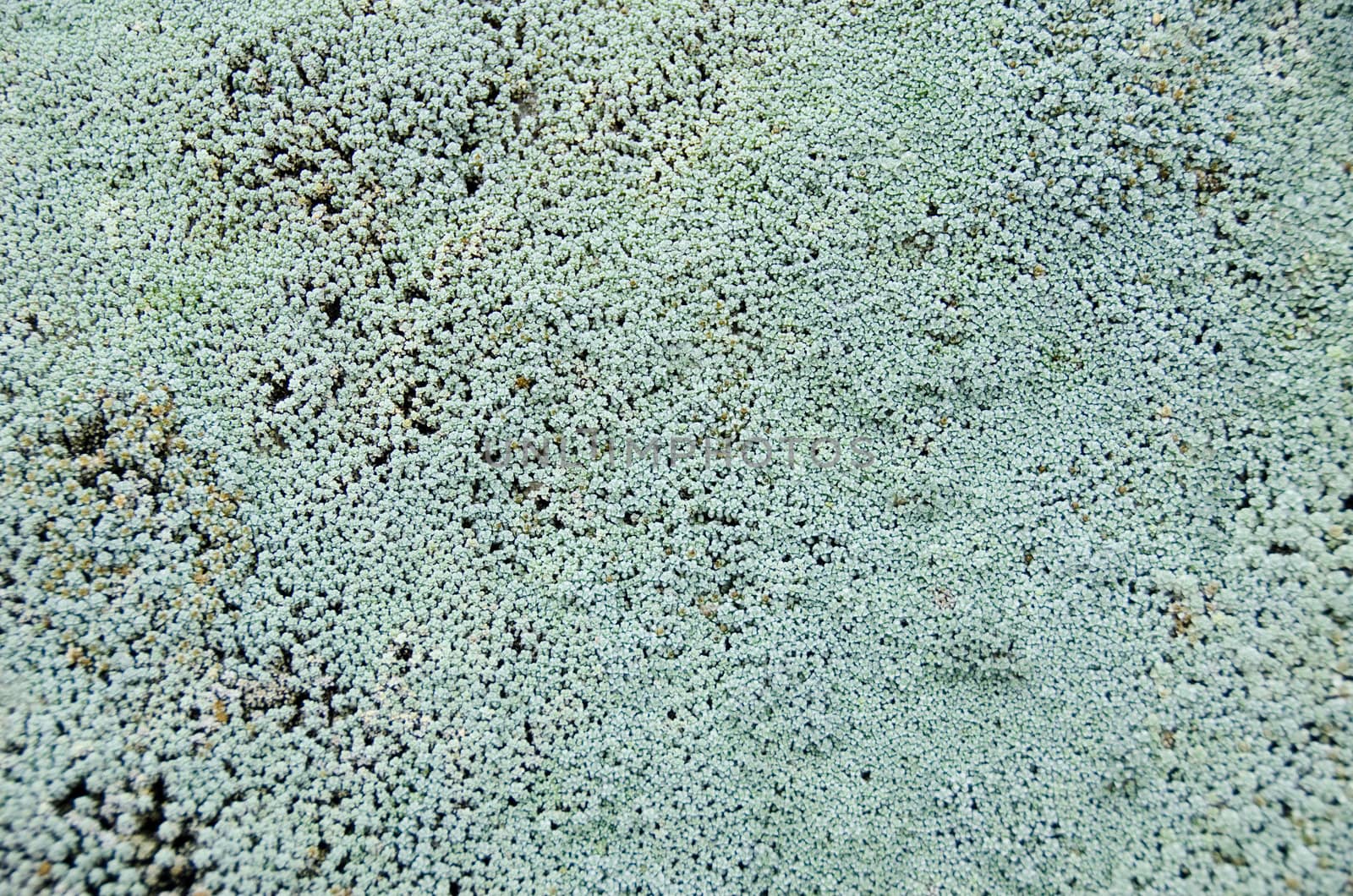 Natural background pattern of a Raoulia mat, alpine daisy 