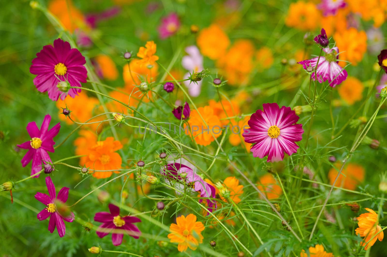 A field of cosmos flowers, Cosmos bipinnatus, in Japan