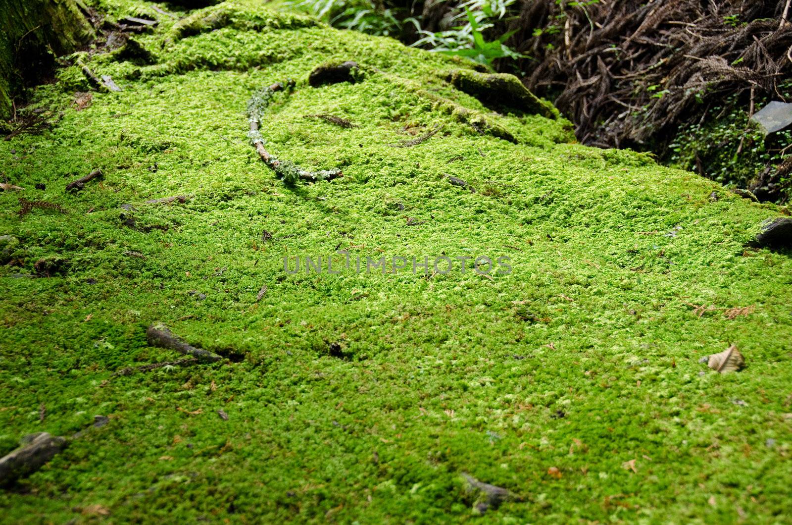 Closeup of a moss in forest, green background