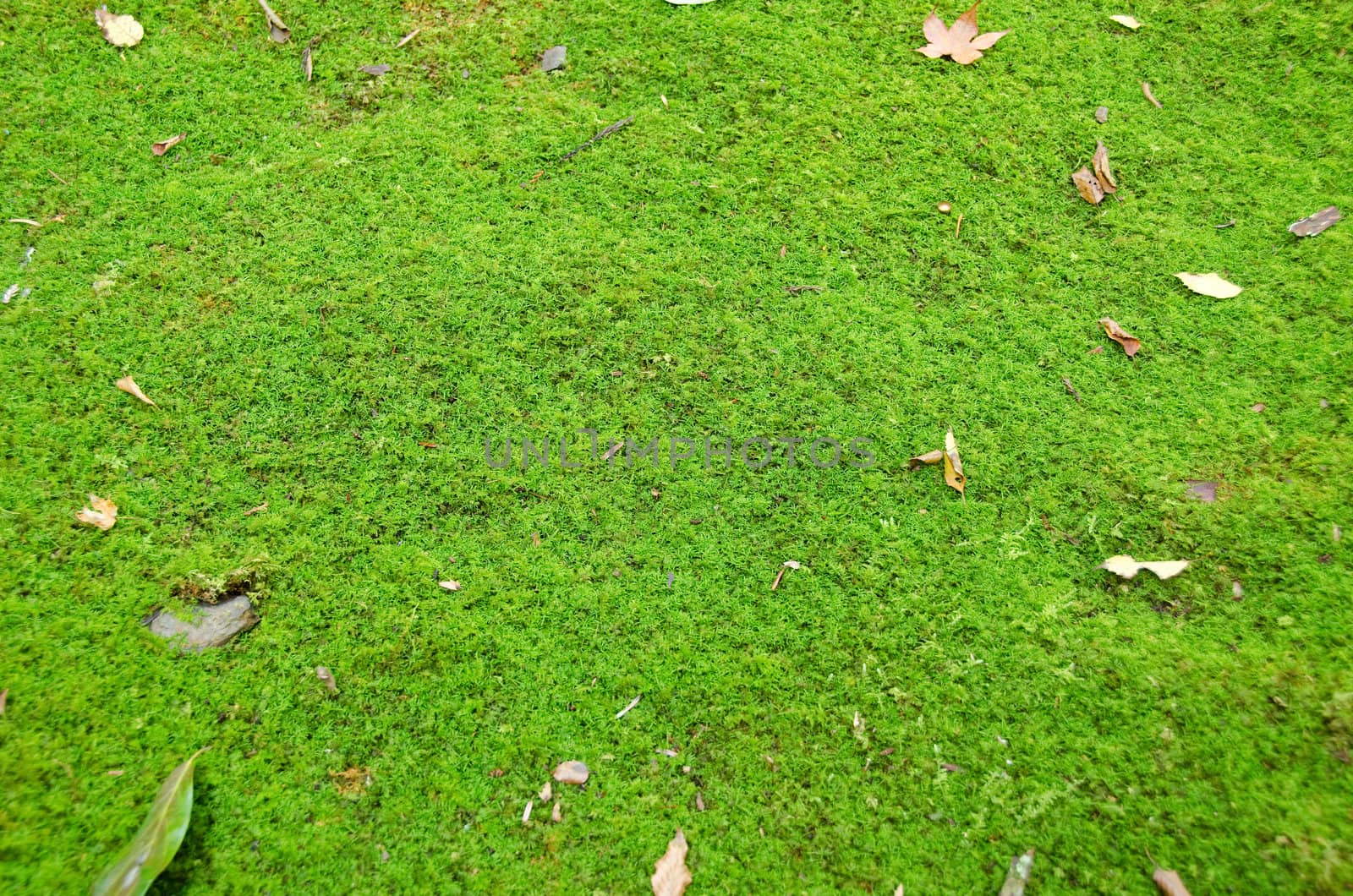 Closeup of a green moss cover on a forest floor, natural background