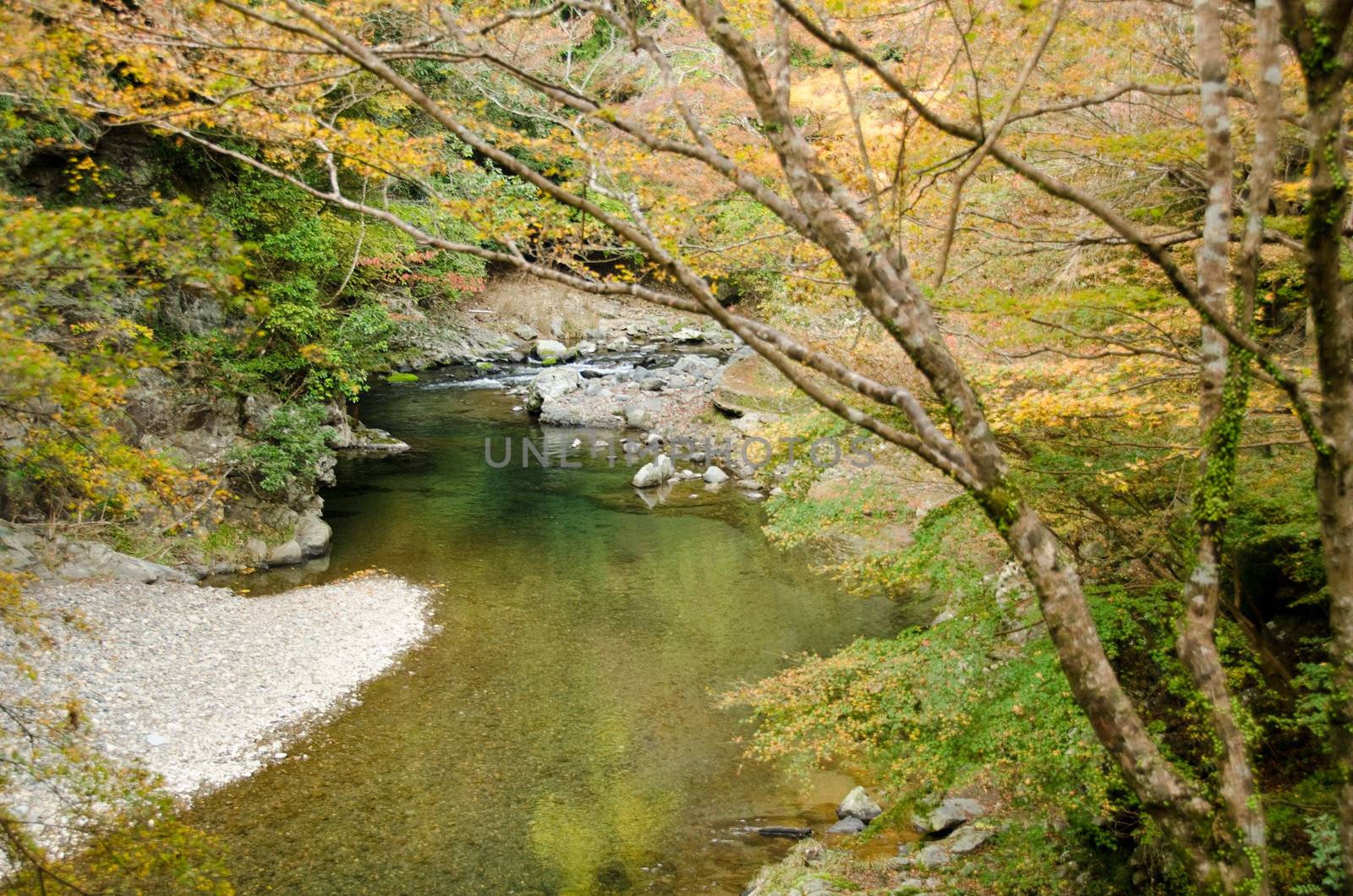 River and trees in autumn in japan with acer palmatum