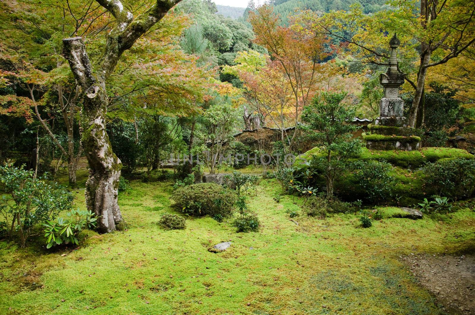 Japanese garden with moss and old trees in autumn