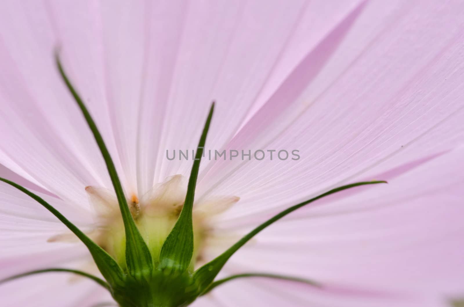 Close-up of a single pink cosmos flower, Cosmos bipinnatus, from behind