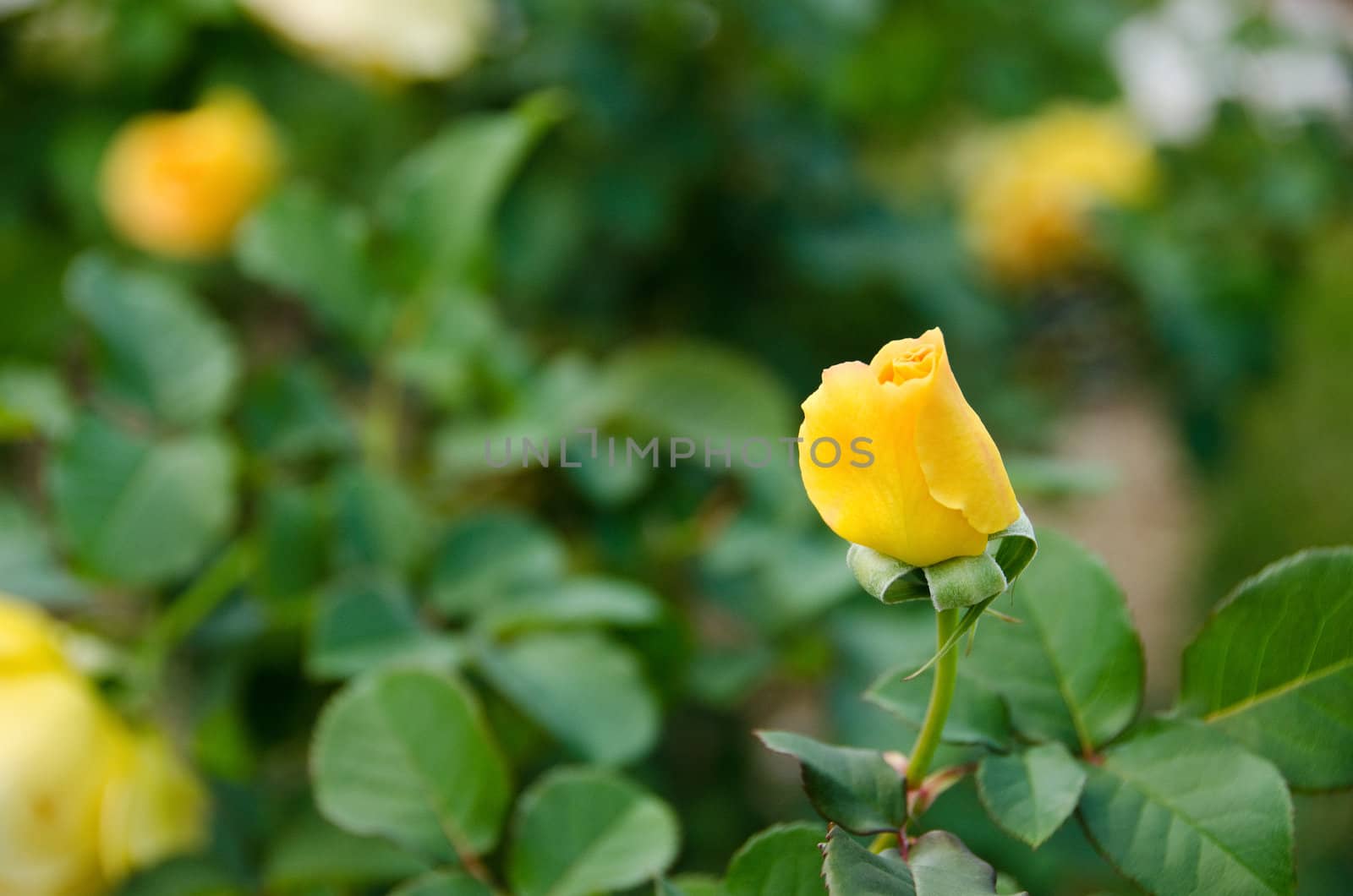 Yellow rose by Arrxxx