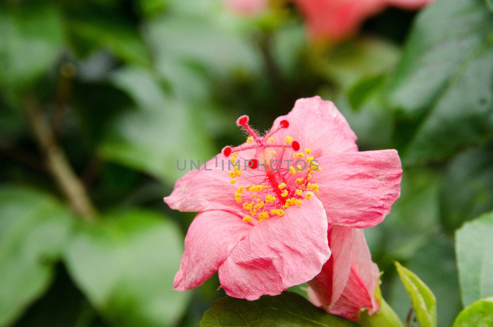 Pink hibiscus flower in front of a green background