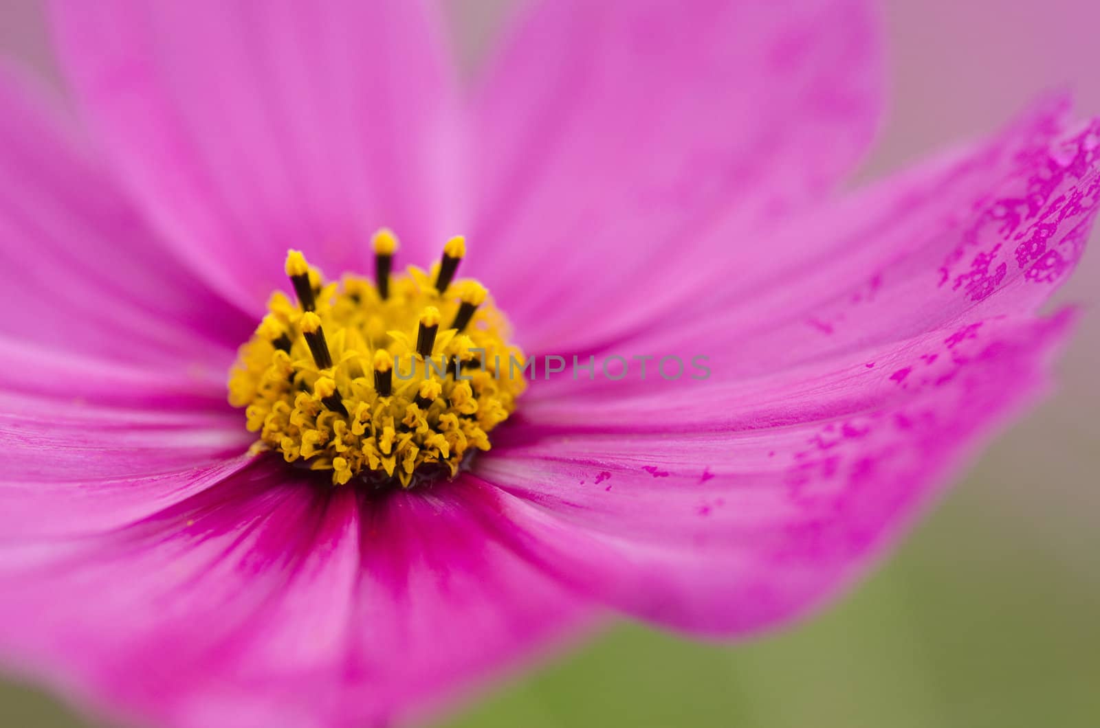 Close-up of a single pink cosmos flower, Cosmos bipinnatus