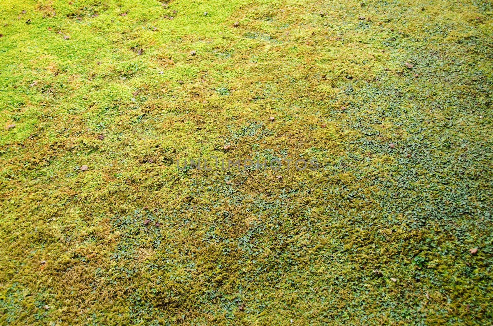 Closeup of a moss in forest, green background