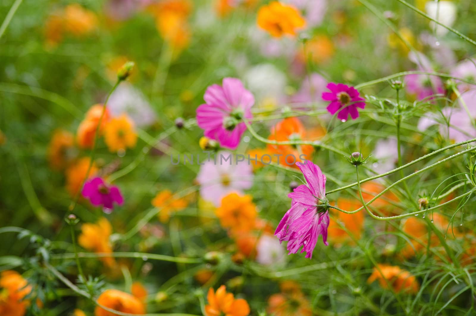 A field with fading cosmos flowers by Arrxxx